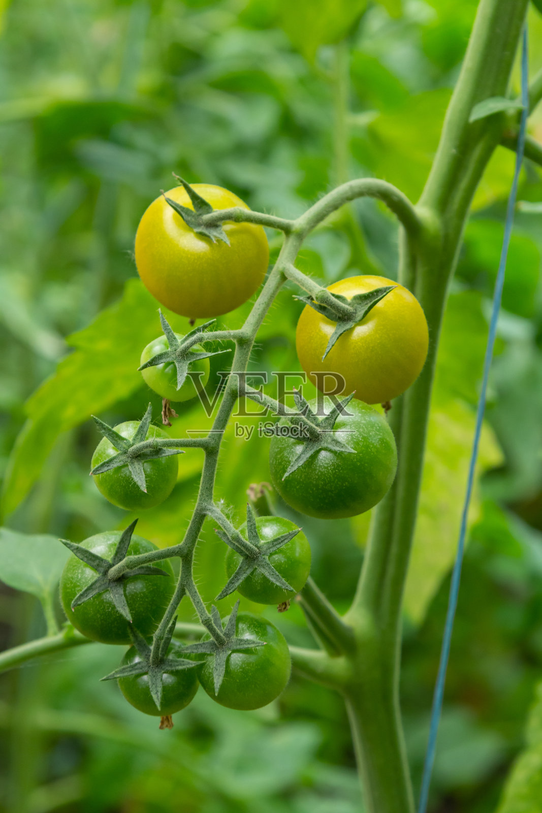 灌木丛上的一串绿色西红柿。西红柿在花园里成熟。在灌木丛中种上绿番茄。灌木丛上有很多西红柿照片摄影图片