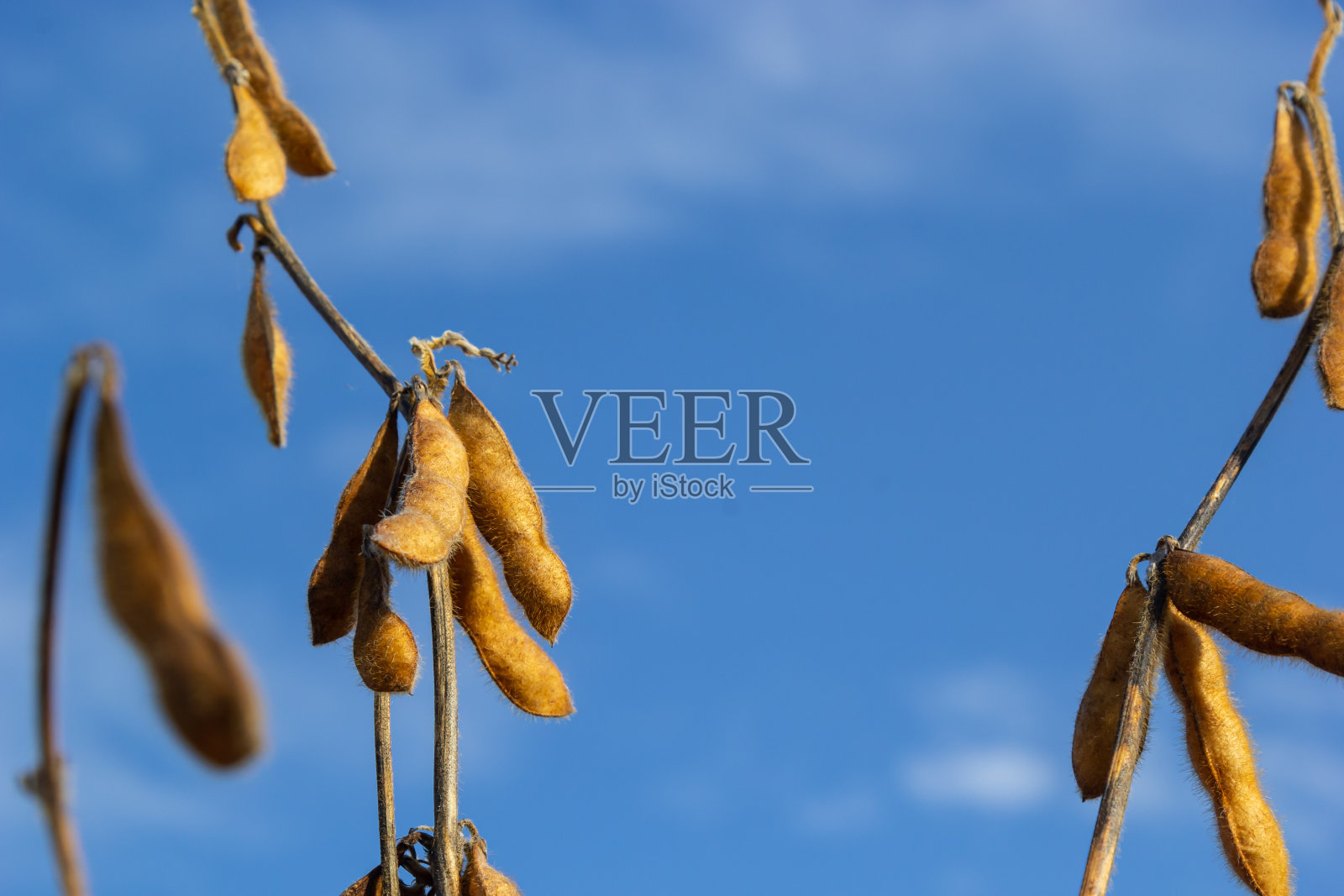 大豆田。夕阳下成熟的金黄色豆荚。大豆田在金光闪闪。模糊的背景，浅浅的景深，丰收的概念。宏照片摄影图片