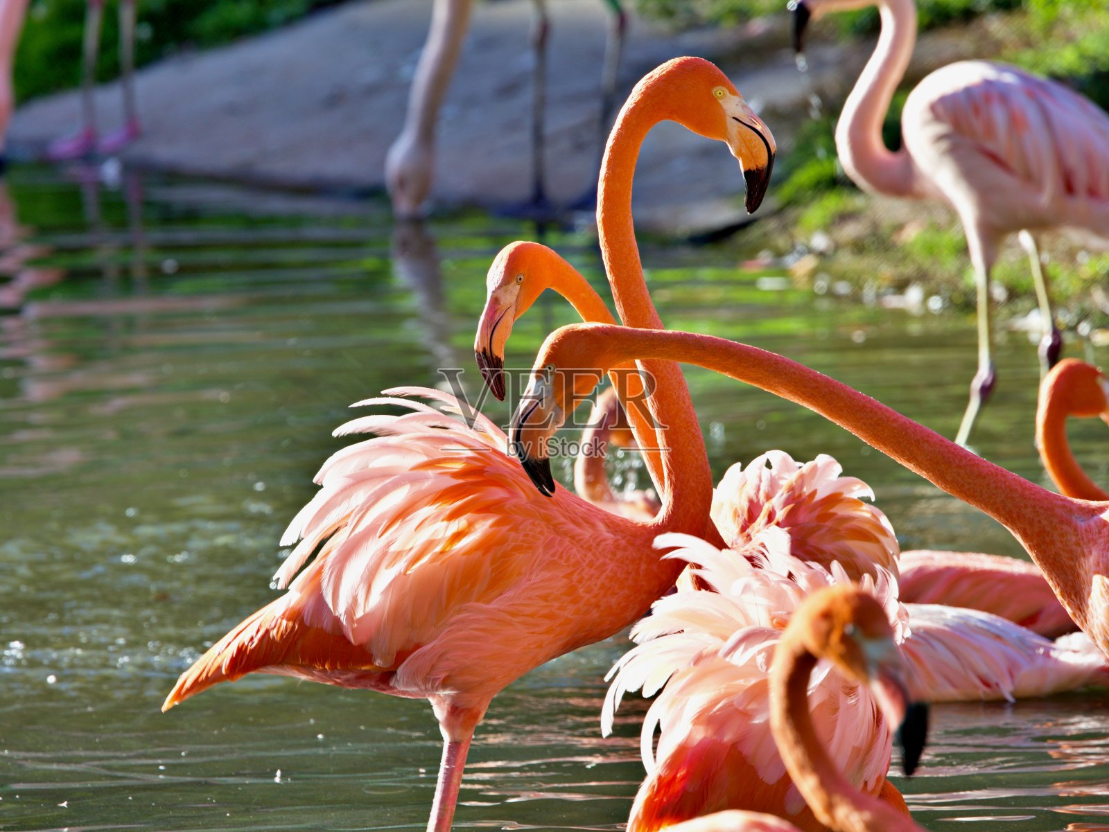 一群火烈鸟照片摄影图片