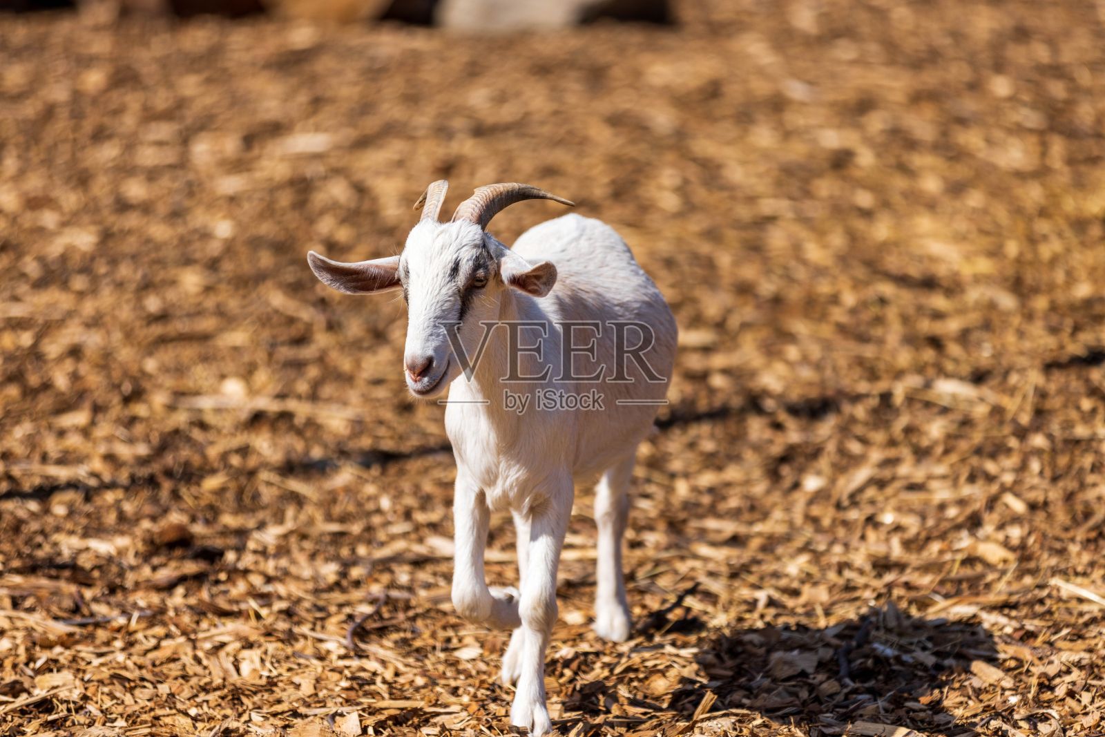 一只长着短角的白色小山羊在农田里散步的特写镜头照片摄影图片