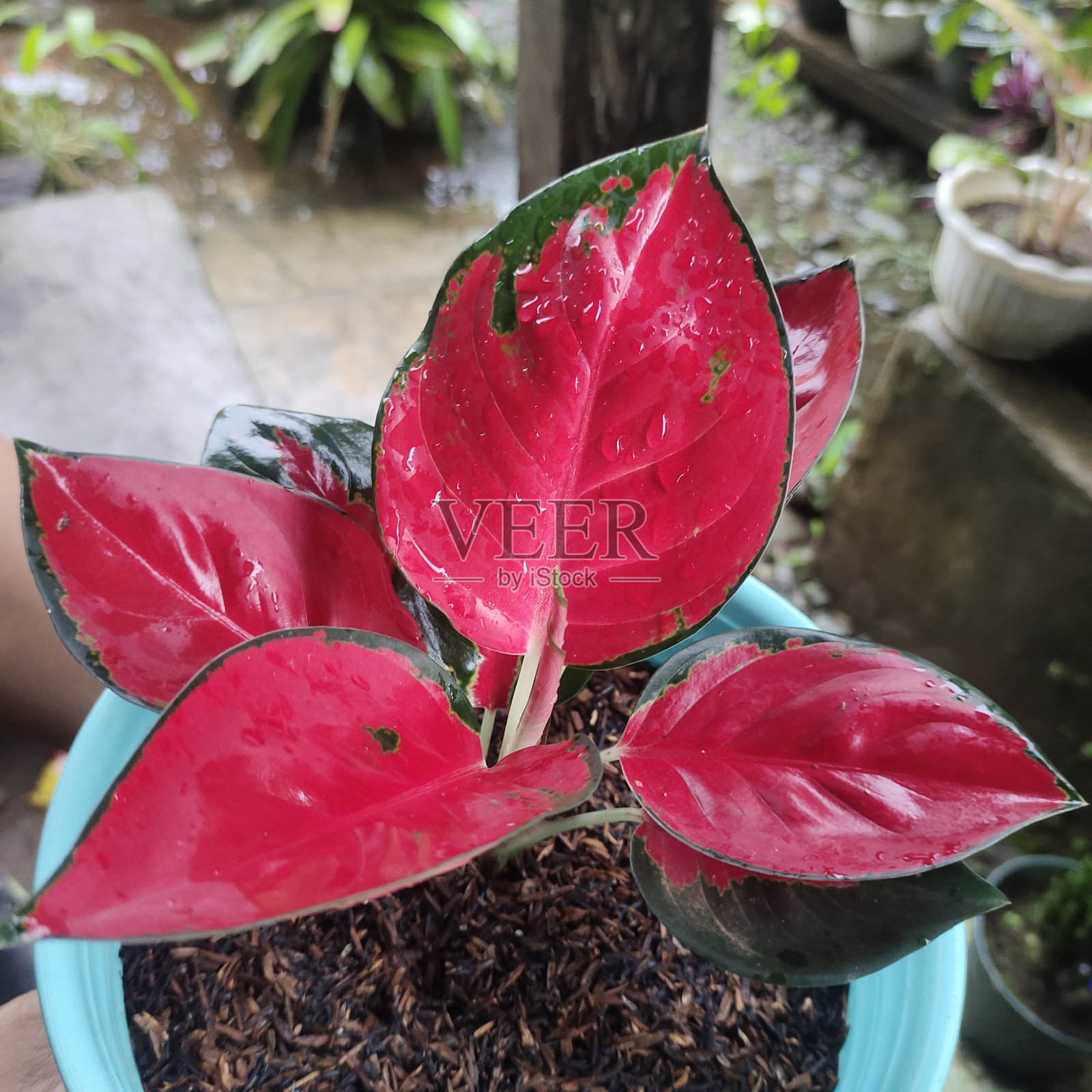 阿格洛内玛超级红安贾玛尼之美照片摄影图片