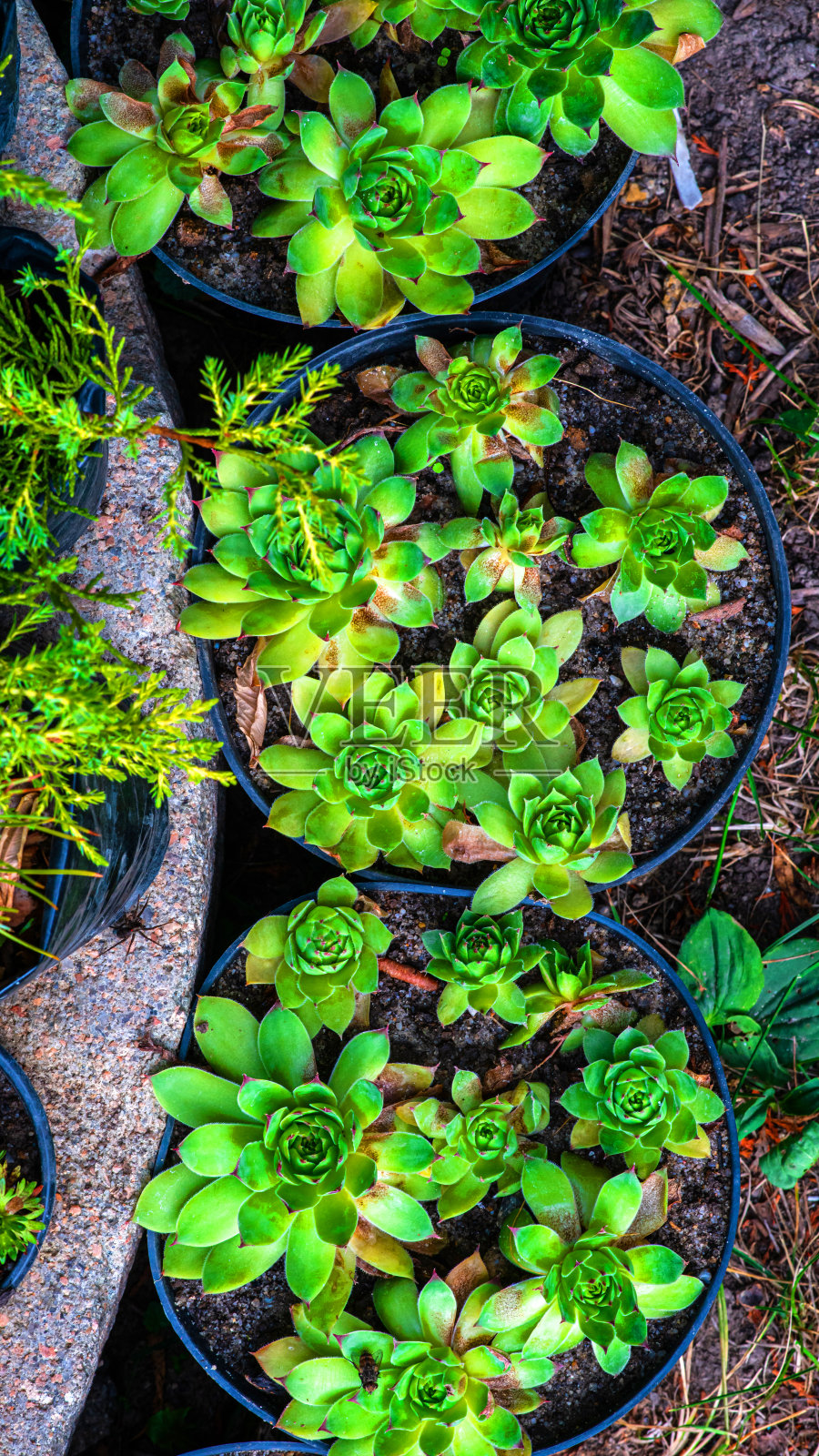 青柠带红色。有奇异植物的欧洲花园照片摄影图片