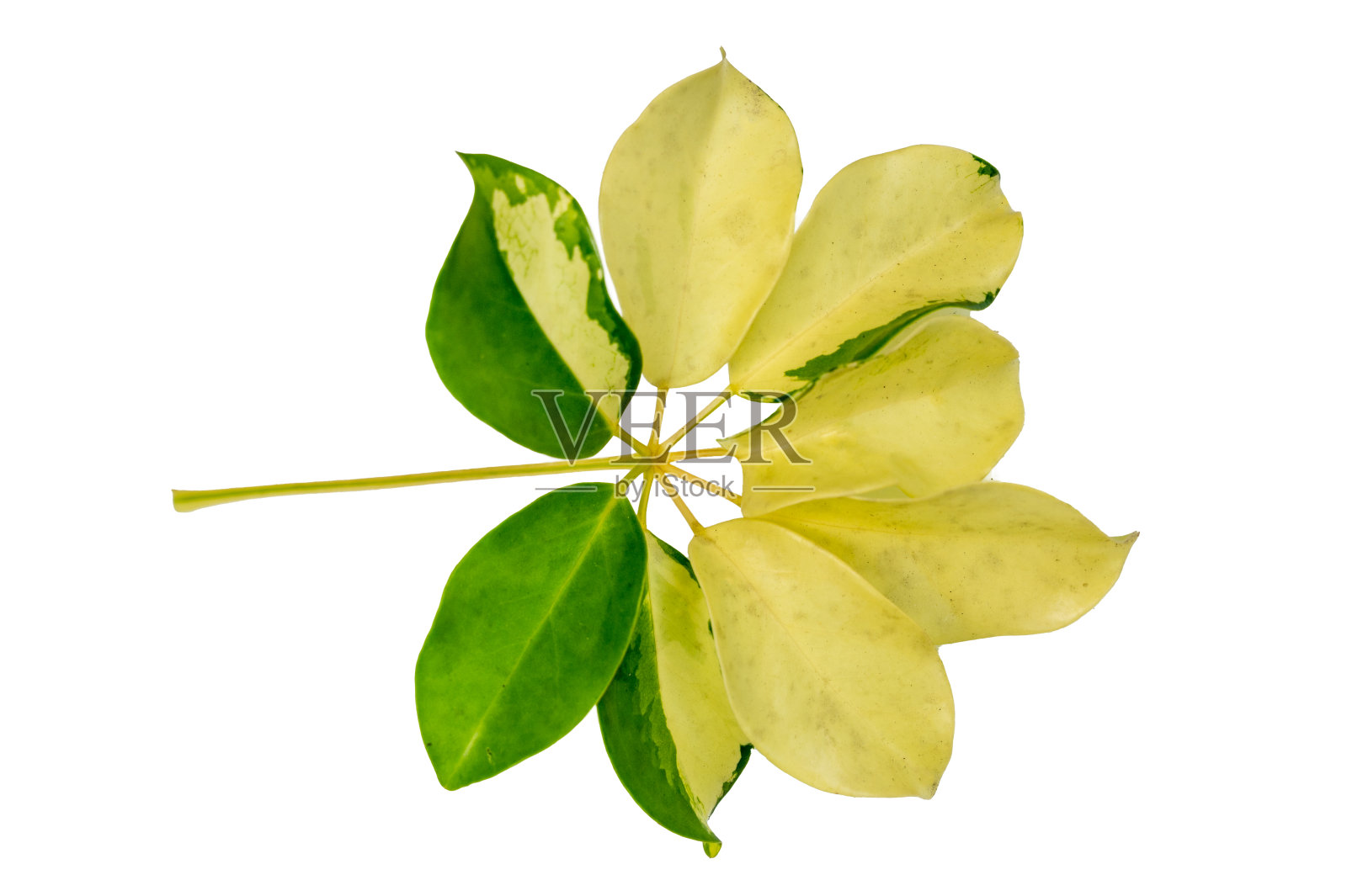 叶藤分离在白色背景上照片摄影图片