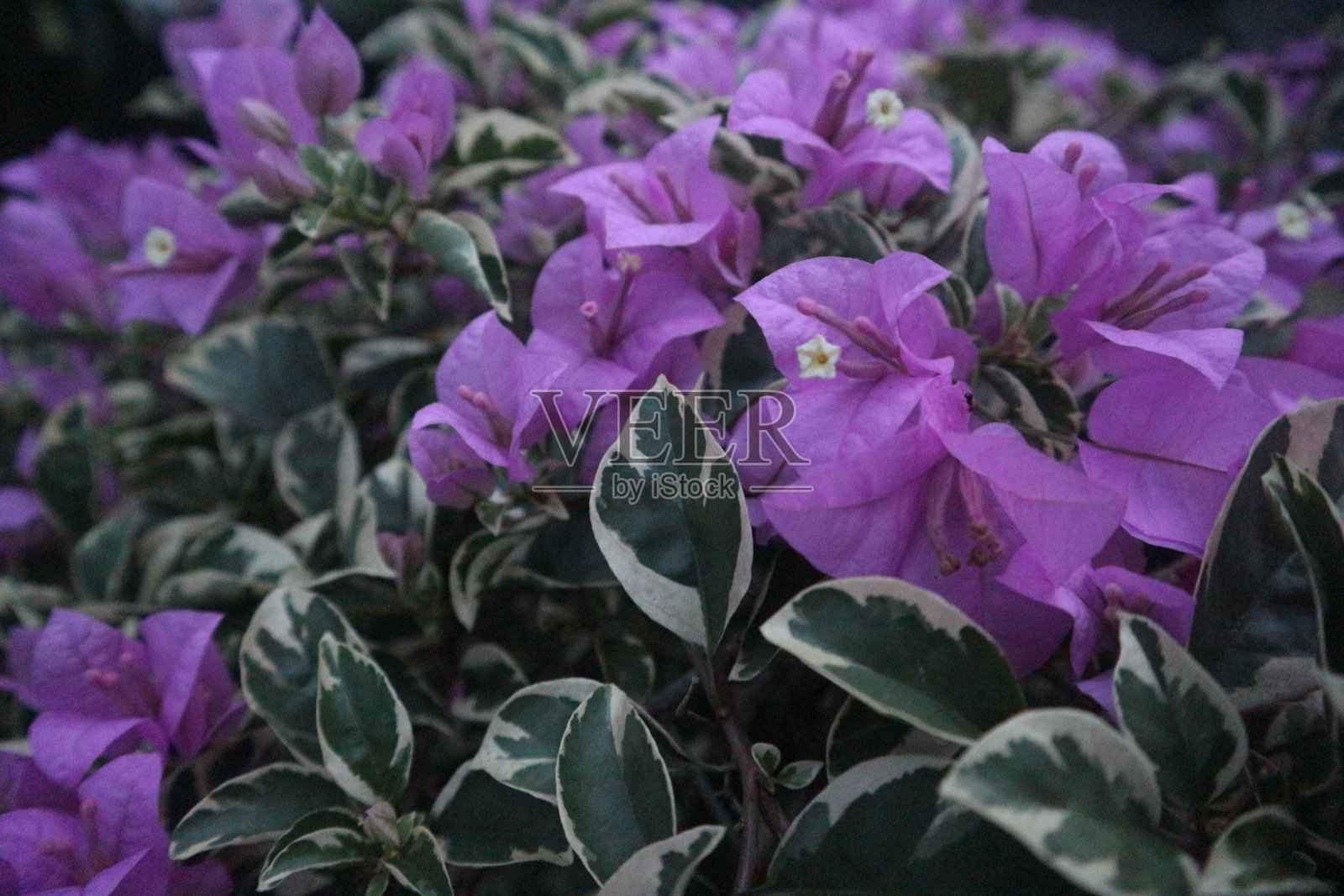 纸花照片摄影图片