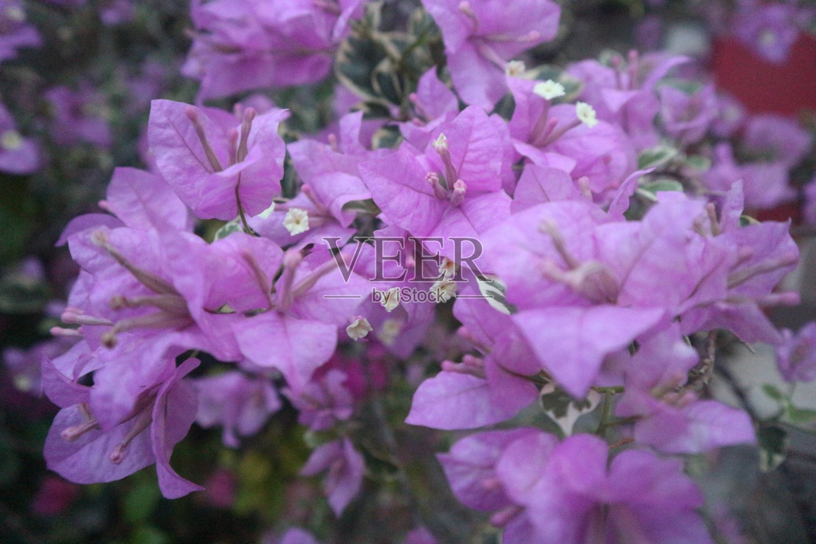 纸花照片摄影图片