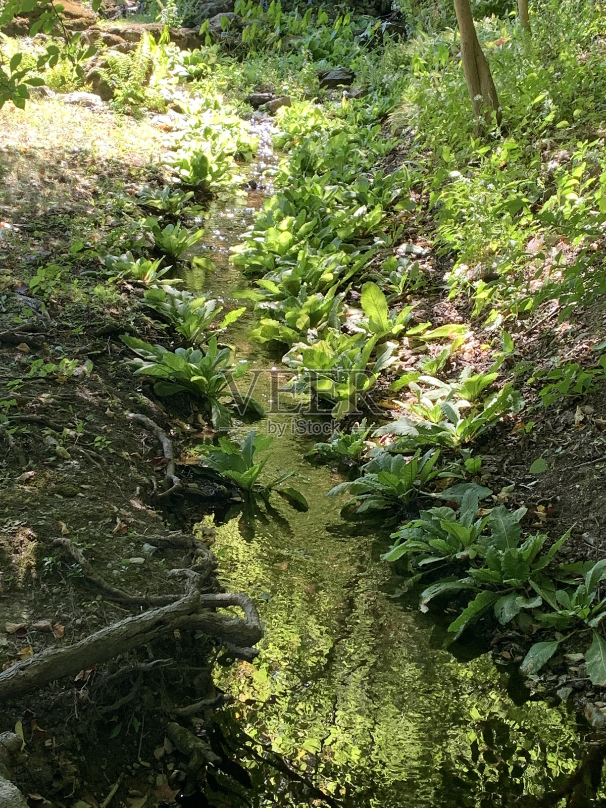 置身大自然照片摄影图片