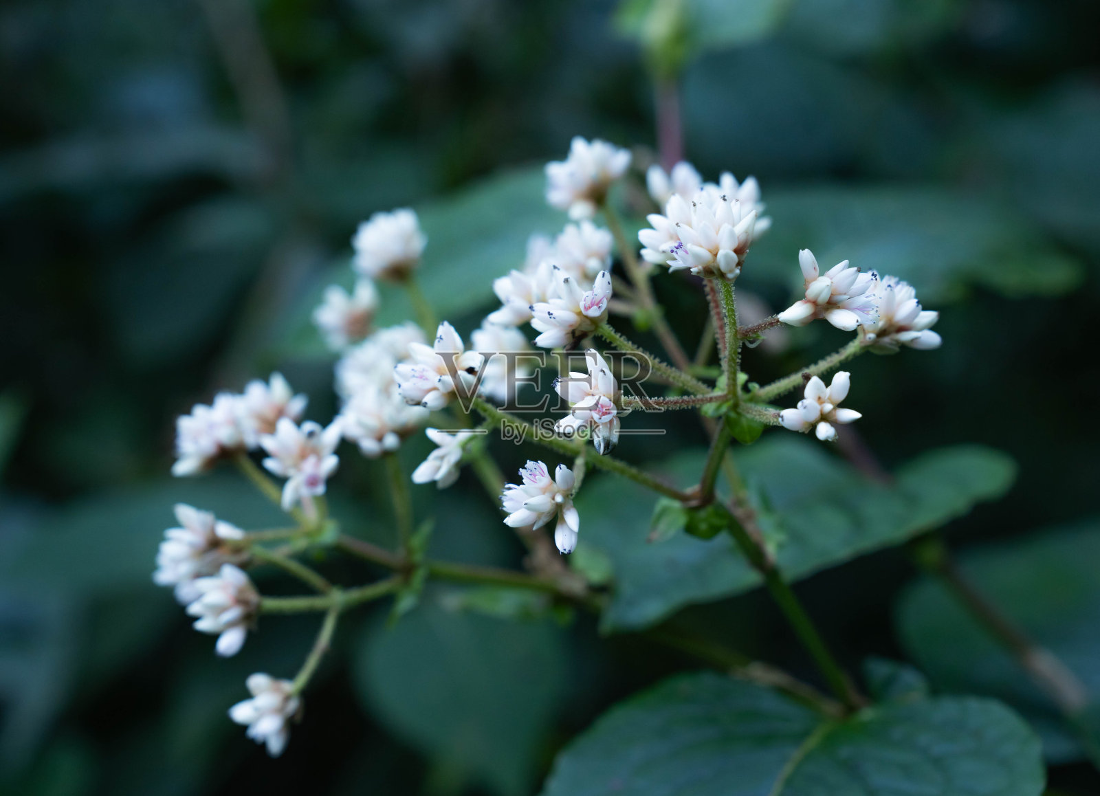 特写白花。照片摄影图片