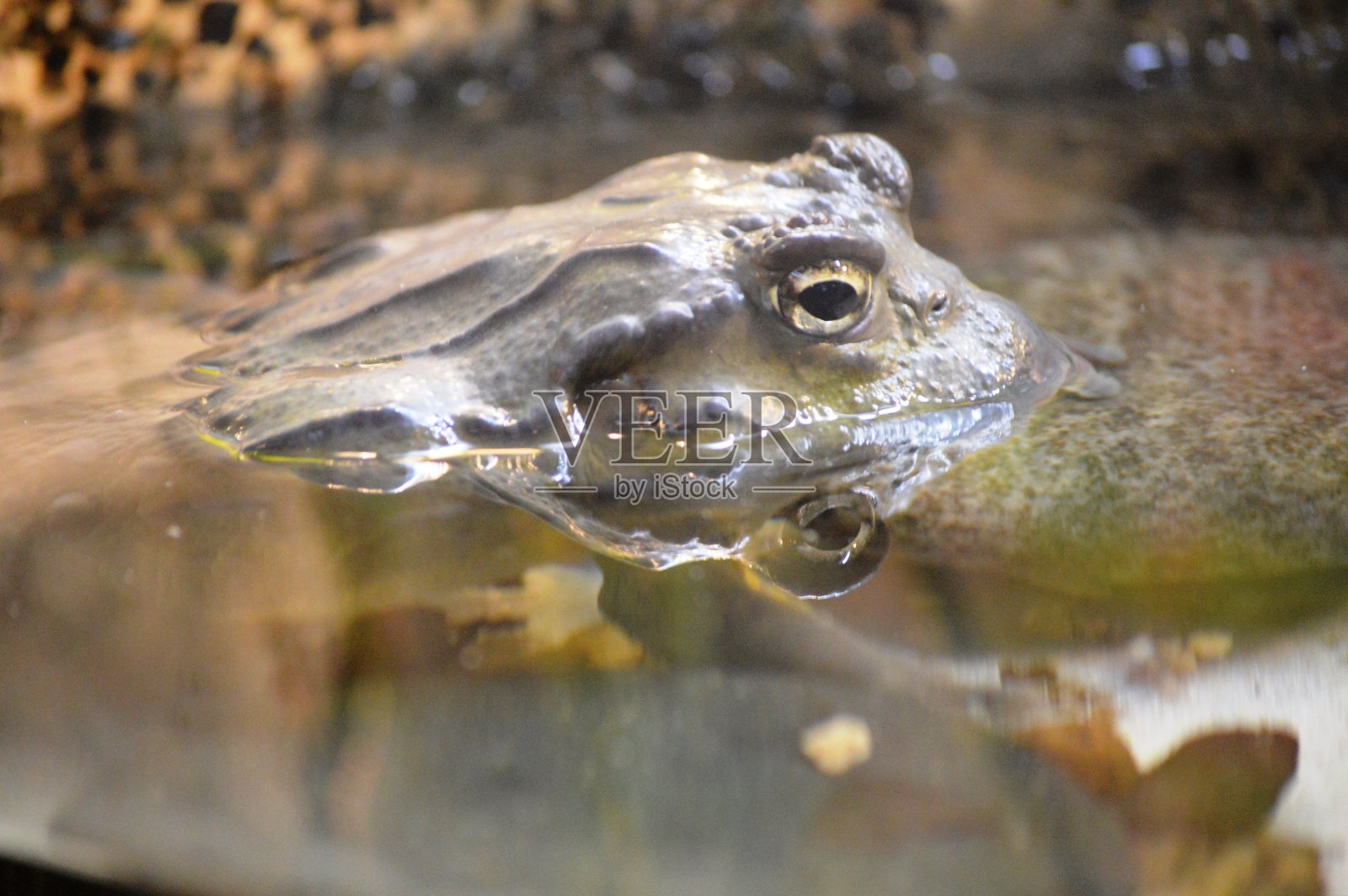 异国情调的青蛙照片摄影图片