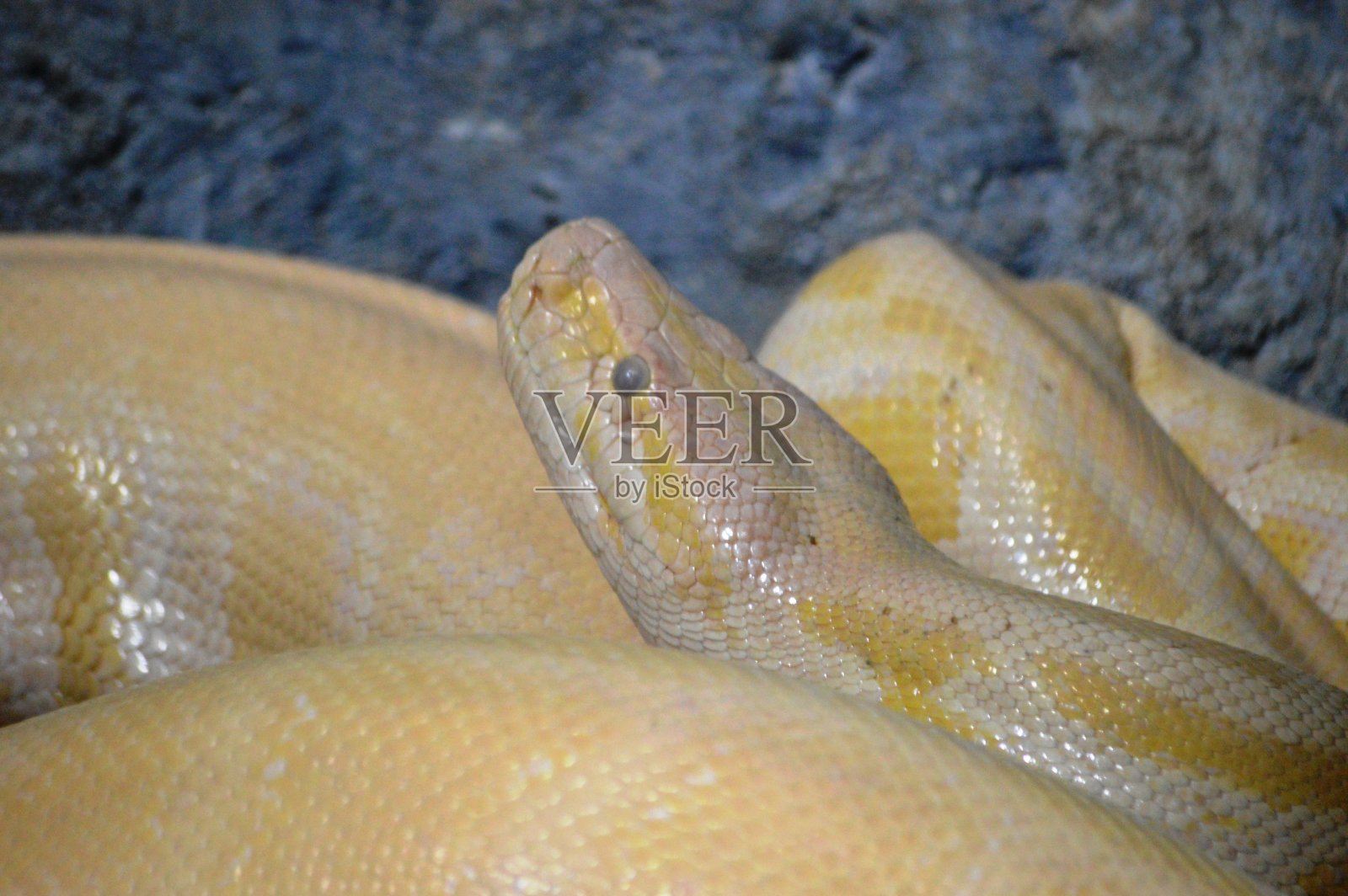 蛇python照片摄影图片