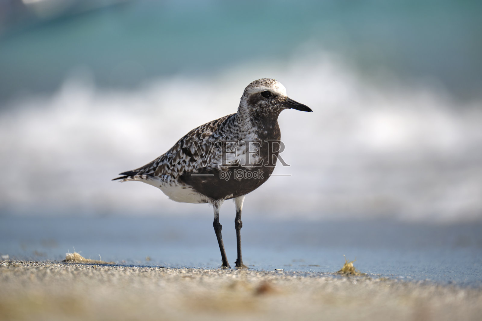 夏天在海边寻找食物的黑腹珩野生海鸟照片摄影图片
