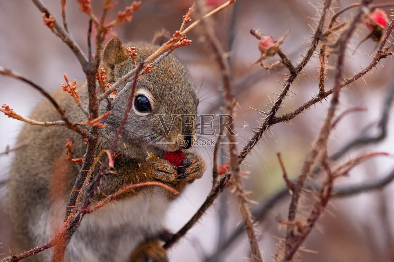 毛茸茸的松鼠正在多刺的树枝上吃玫瑰果。照片摄影图片