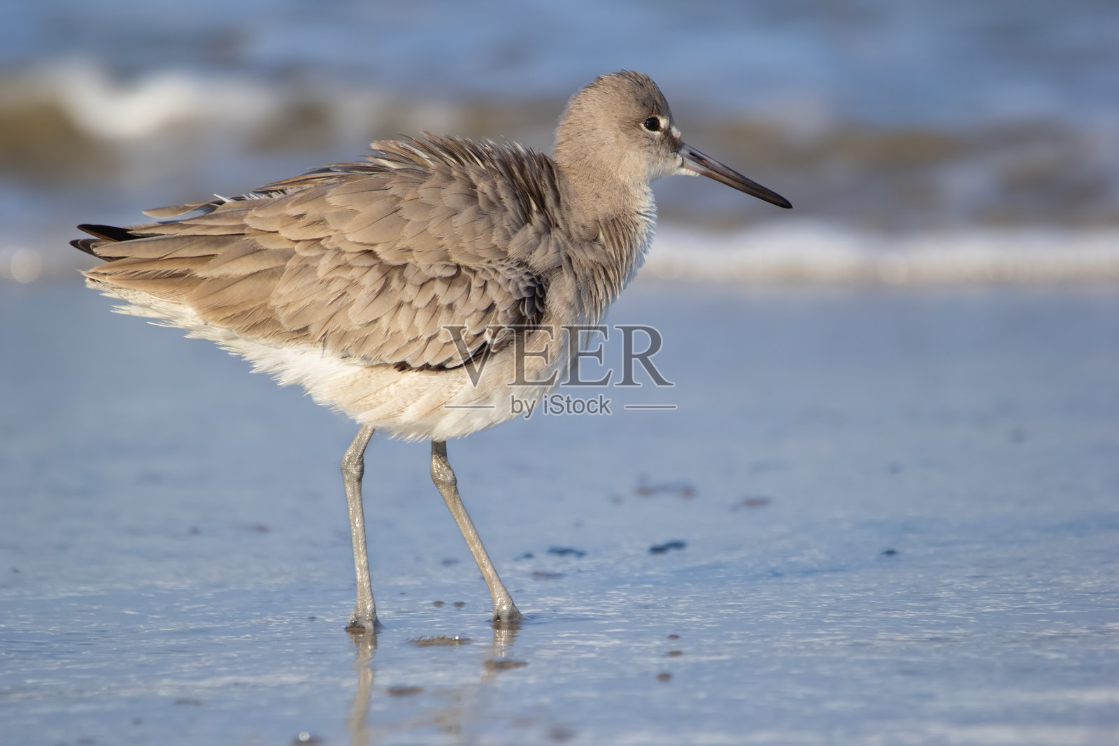 海鸟Willet站在海边的水里。照片摄影图片