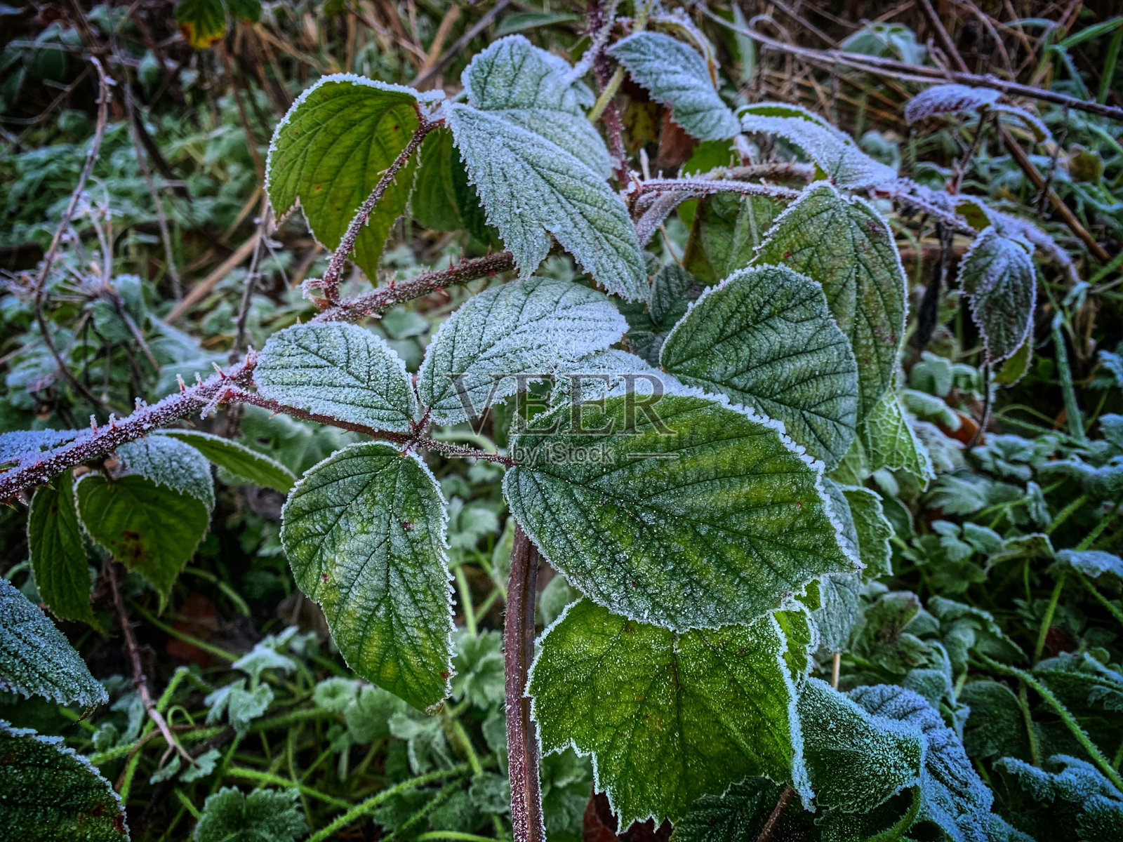 清晨霜覆盖了一些荆棘树叶的特写镜头照片摄影图片