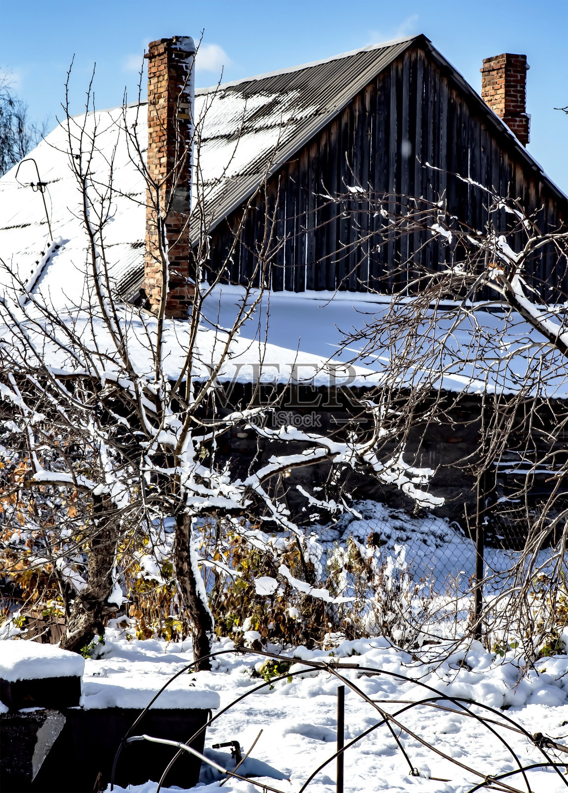 树枝上的黄叶被雪覆盖照片摄影图片