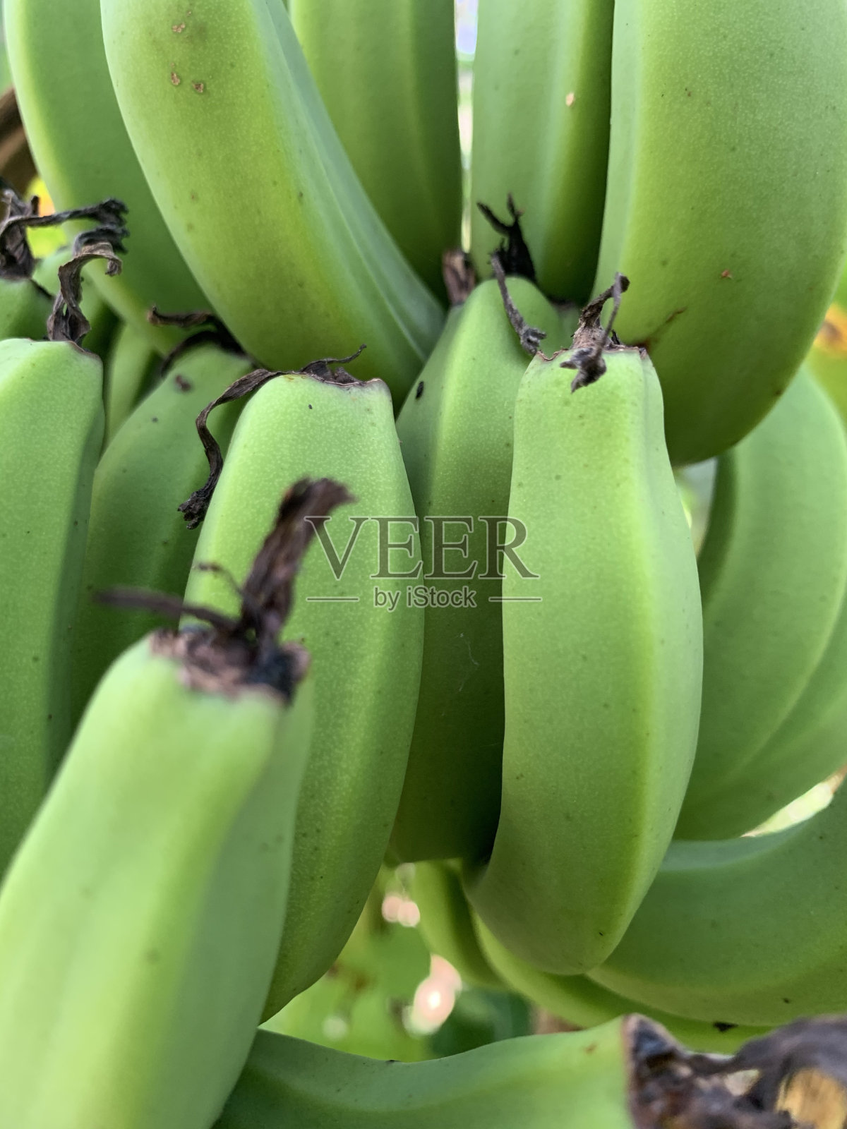 生香蕉照片摄影图片