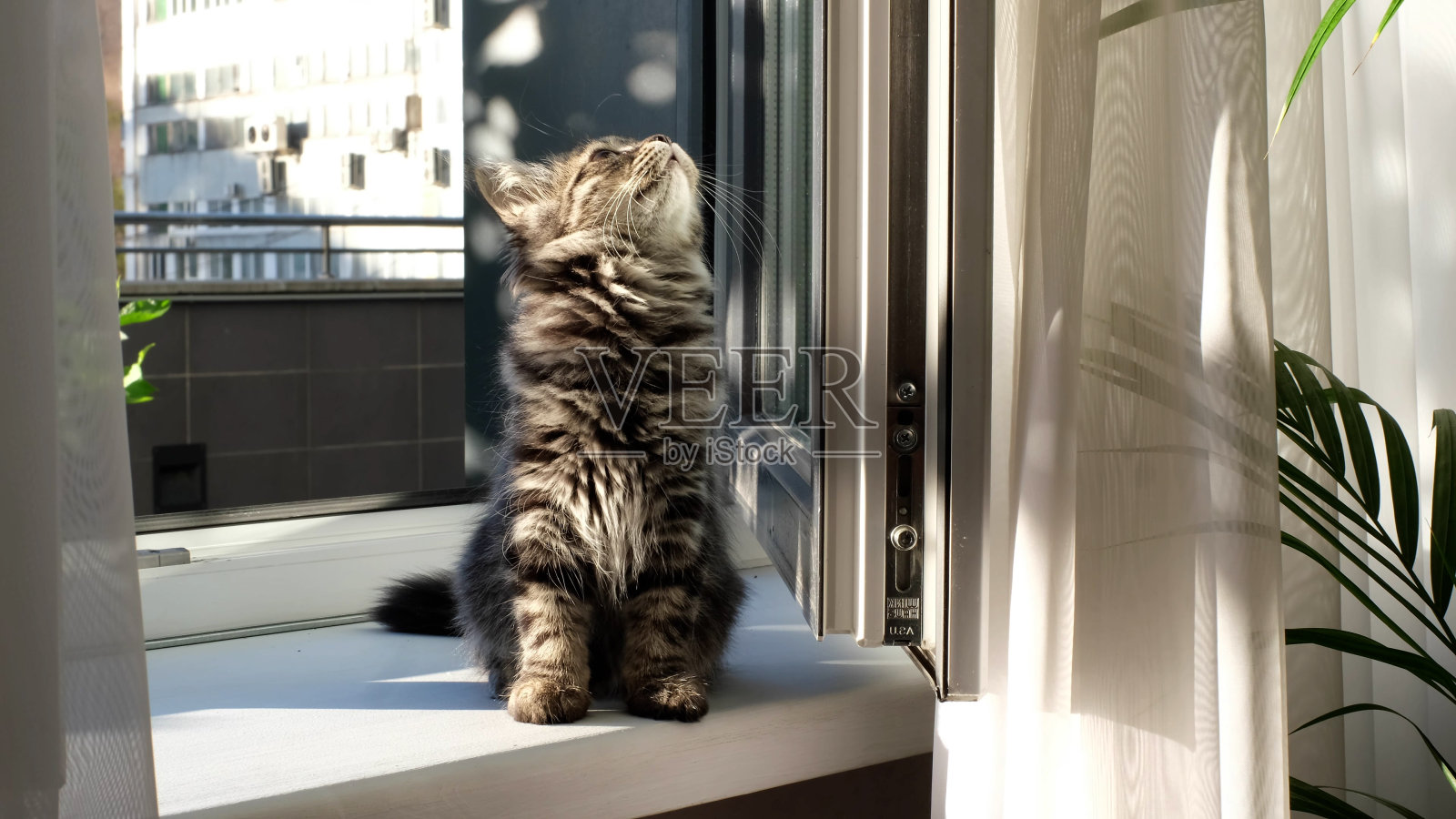 灰色的小猫坐在窗台上，看着窗外，明亮的黎明阳光从窗口照进来，旁边是一株绿色的室内植物。照片摄影图片