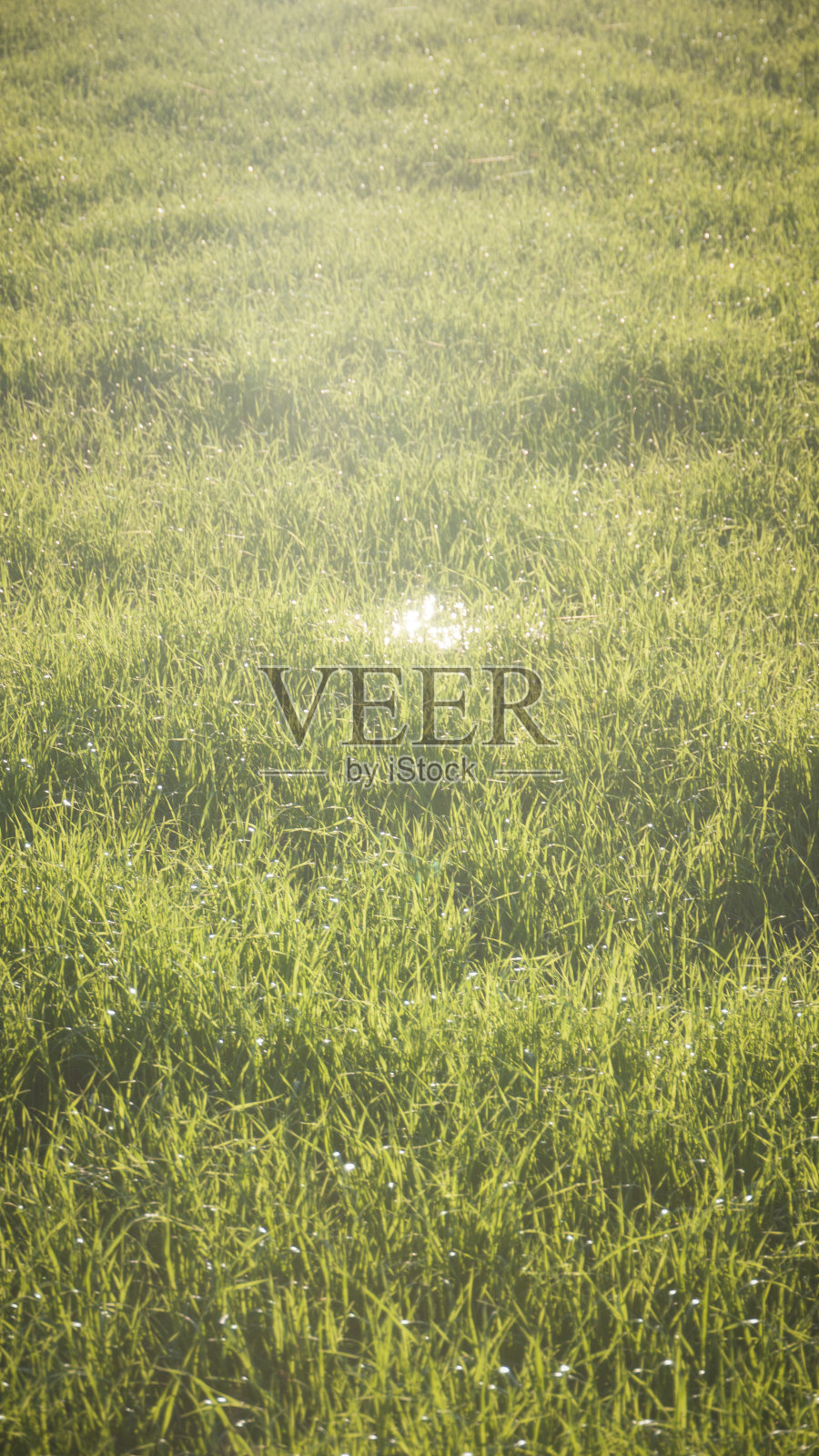 光反射在绿色草地的水坑里照片摄影图片