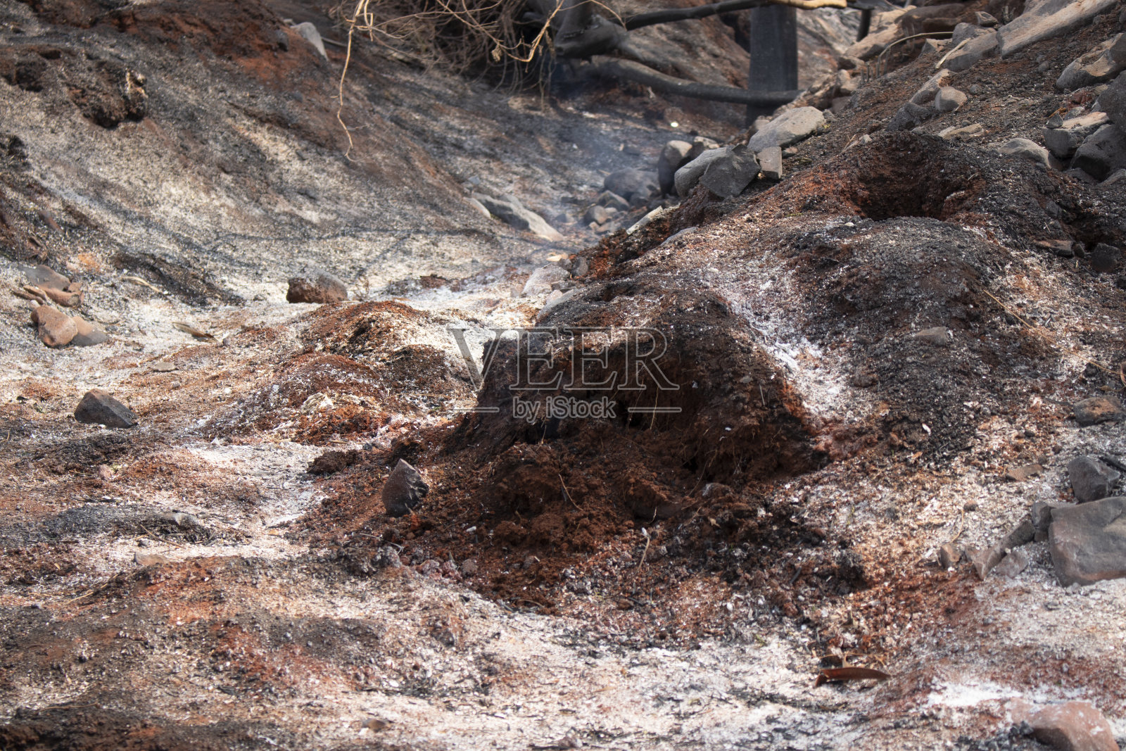 烧焦的树的残骸和覆盖地面的灰烬。照片摄影图片