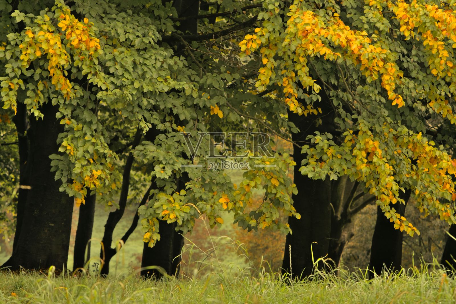 美丽的公园里有五颜六色的秋天的树，树枝上有黄色的叶子照片摄影图片