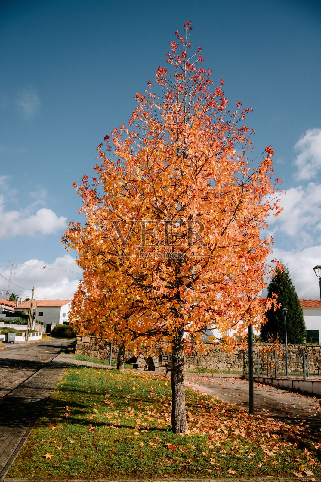 路边一棵橙色的秋天树的垂直镜头照片摄影图片