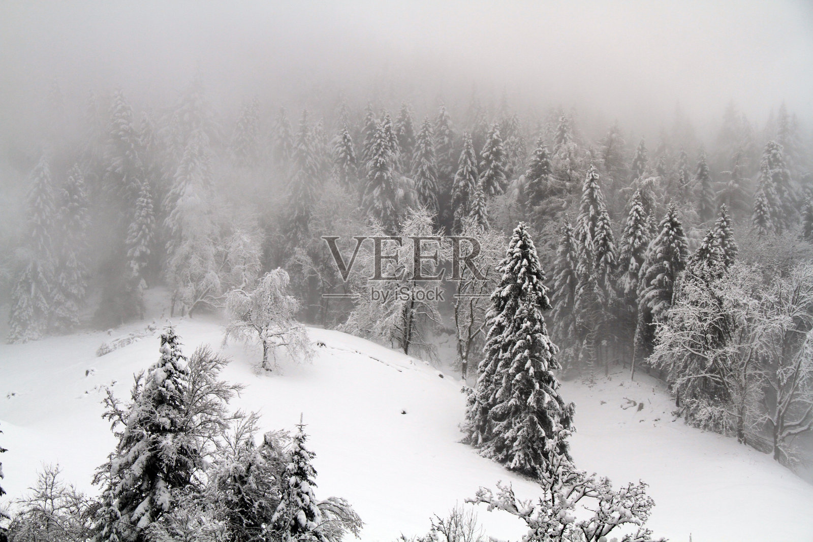 森林里的雪照片摄影图片
