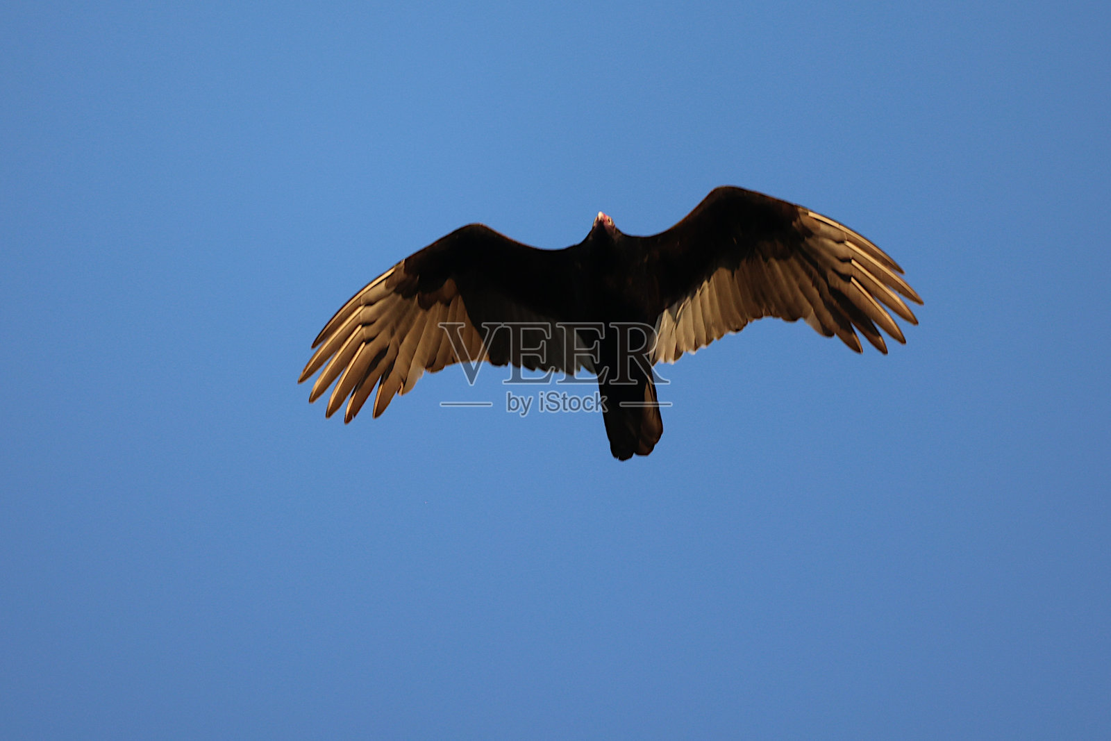 土耳其秃鹫头顶-佛罗里达照片摄影图片