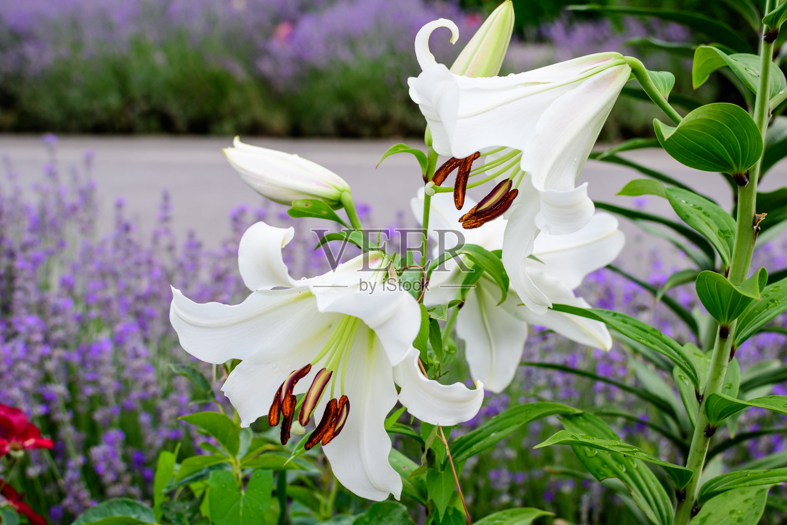 在一个阳光明媚的夏日，在一个英国农舍风格的花园中，许多大白色的百合或百合植物的花朵和花蕾，美丽的户外花卉背景用柔和的焦点拍摄照片摄影图片