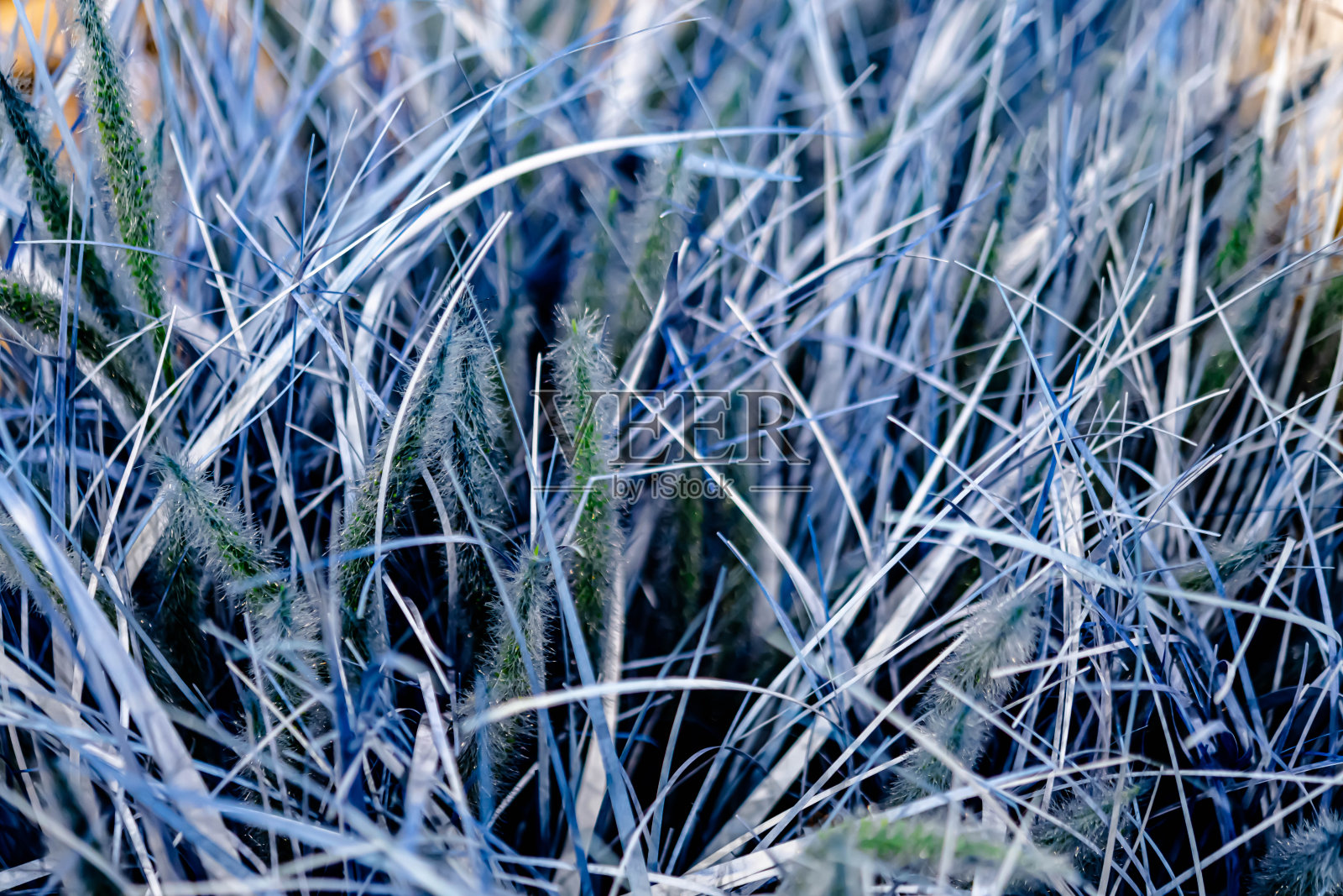 人造植物和花卉照片摄影图片