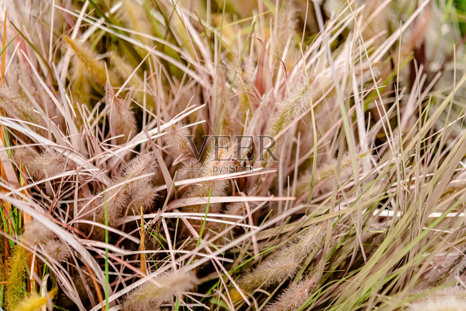 人造植物和花卉照片摄影图片
