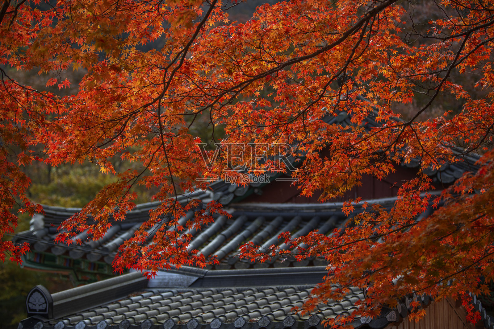 山寺之秋照片摄影图片