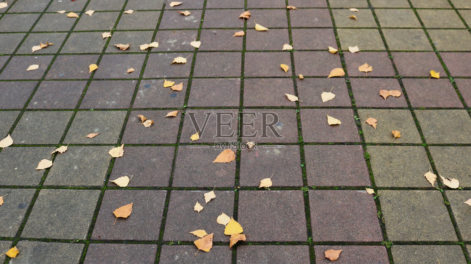 黄叶落在空旷的路面上照片摄影图片