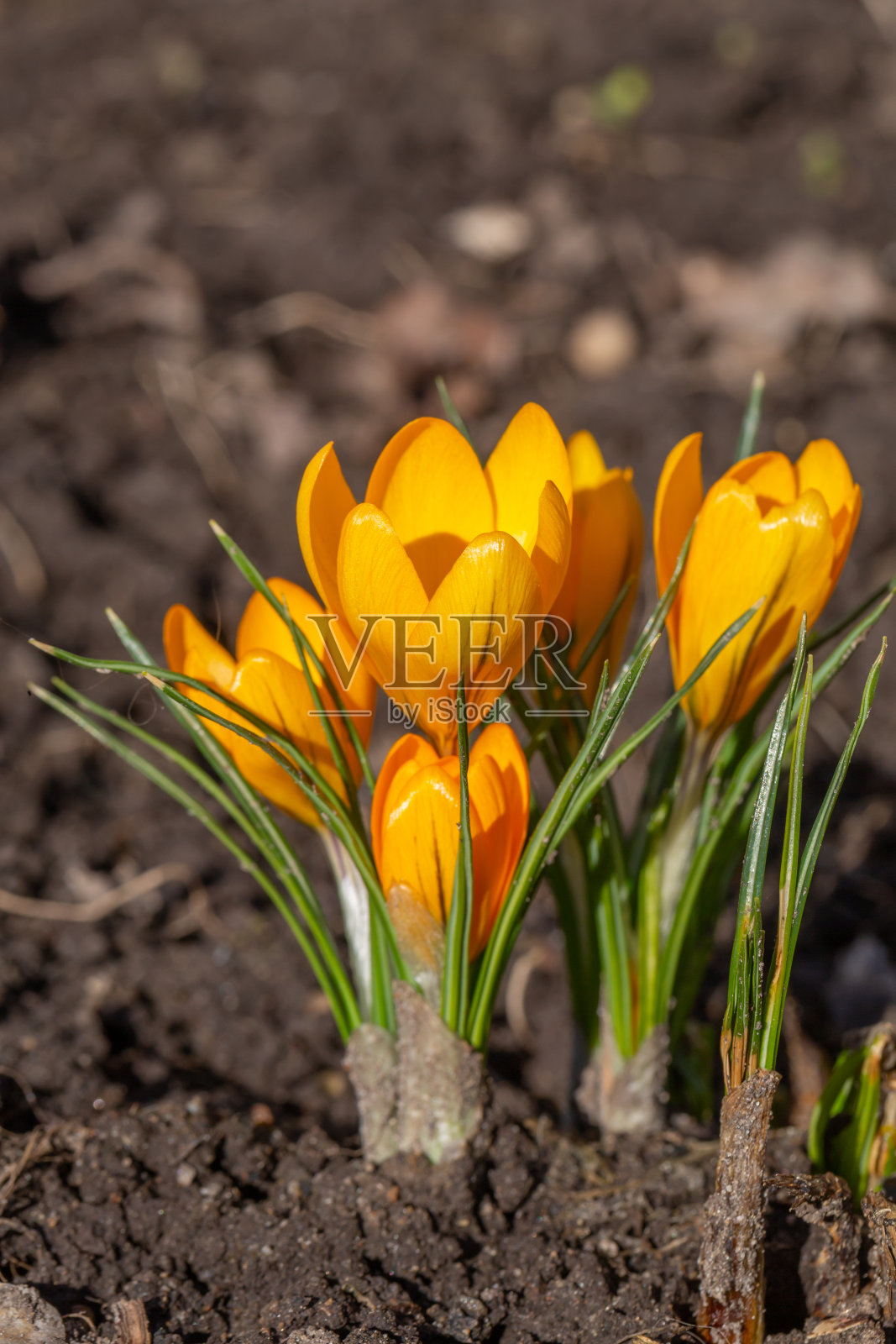 盛开的黄色番红花特写摄影在春天。照片摄影图片