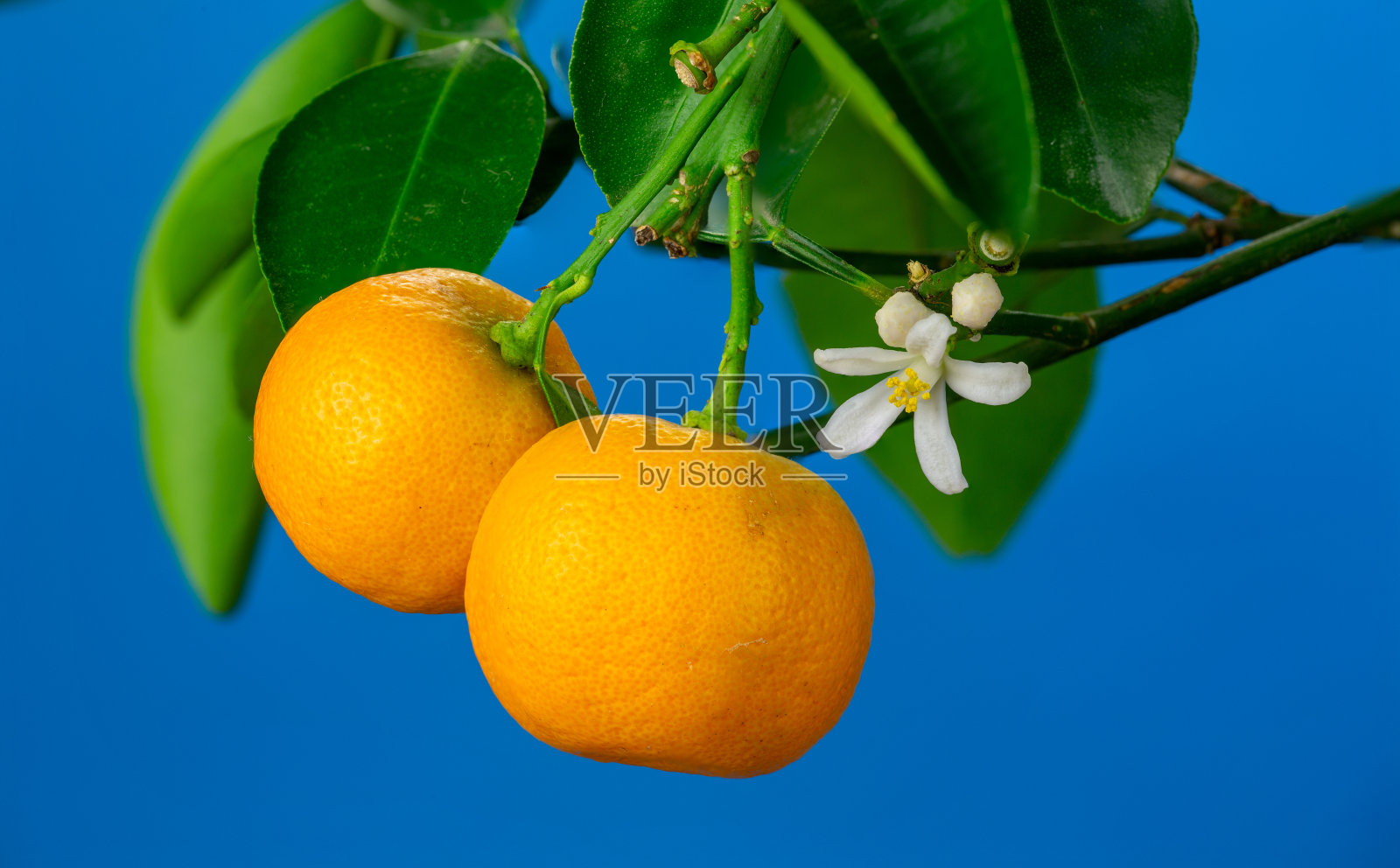 初春盛开的紫番红花微距摄影。照片摄影图片