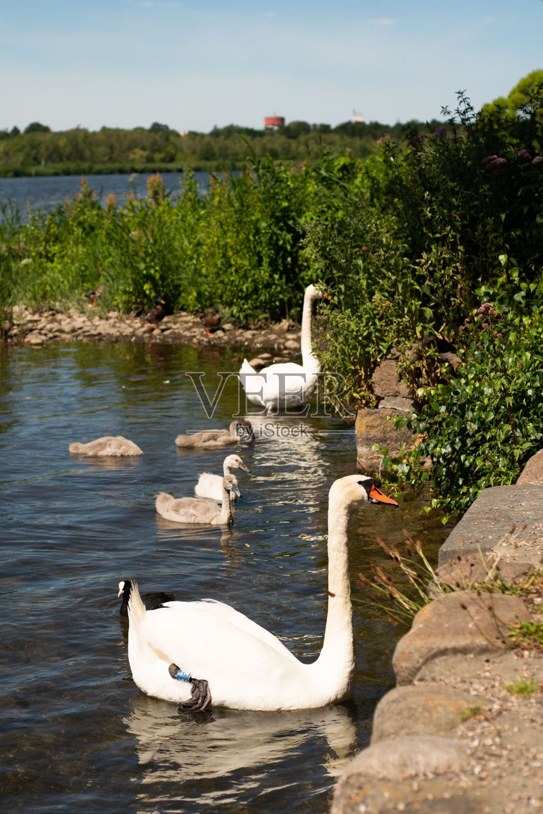 天鹅和四只天鹅在湖里游泳照片摄影图片