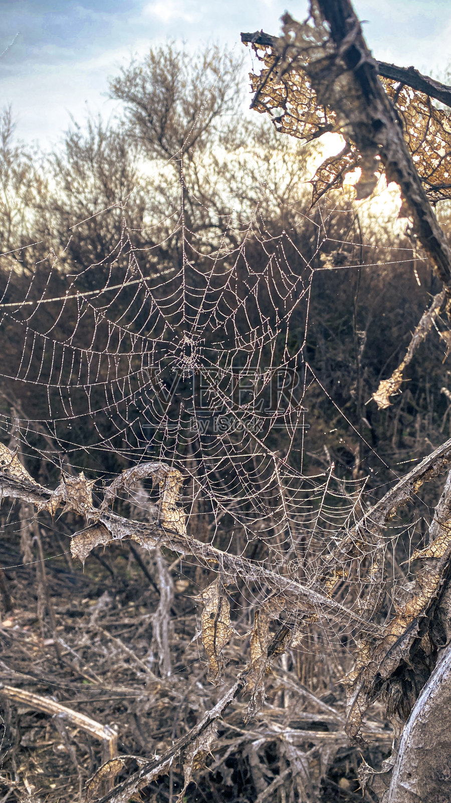 蜘蛛网上有露水滴照片摄影图片