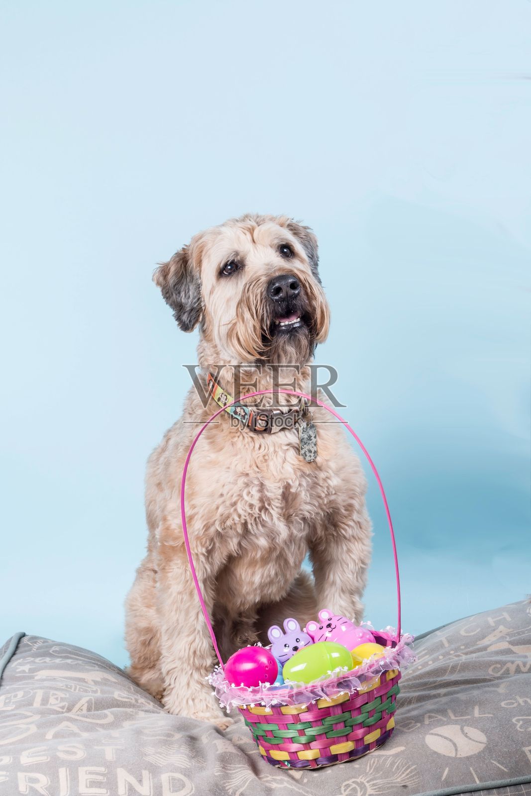 特写肖像软毛麦梗旁边的复活节篮子与鸡蛋和兔子照片摄影图片