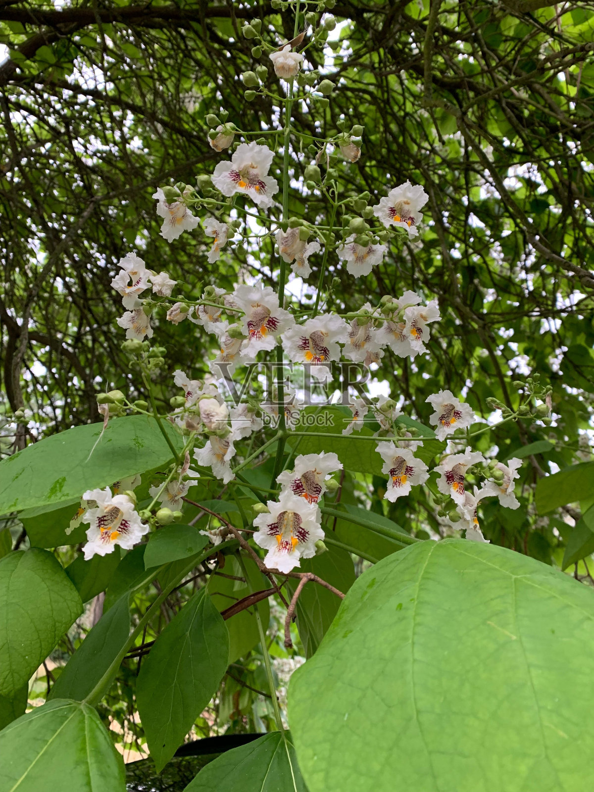 特写的梓树，印度豆树花与绿色的叶子。照片摄影图片