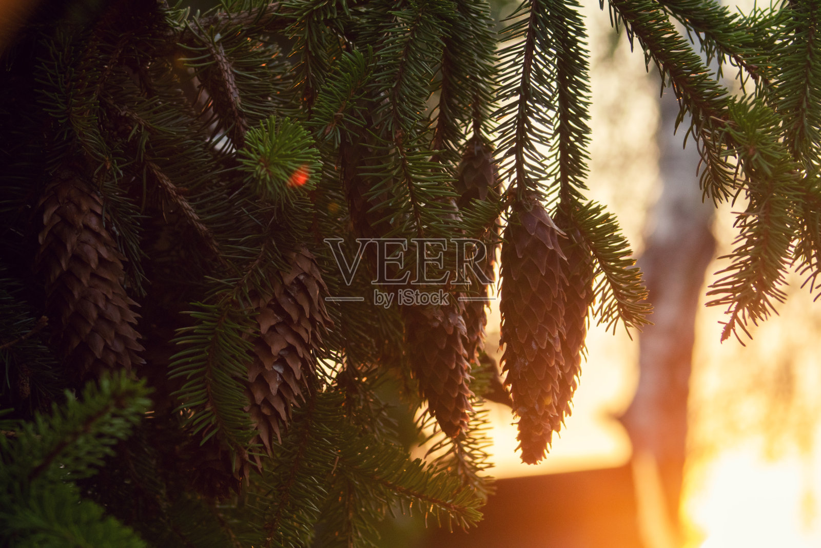 在落日的映衬下，挂着圆锥体的圣诞树树枝照片摄影图片