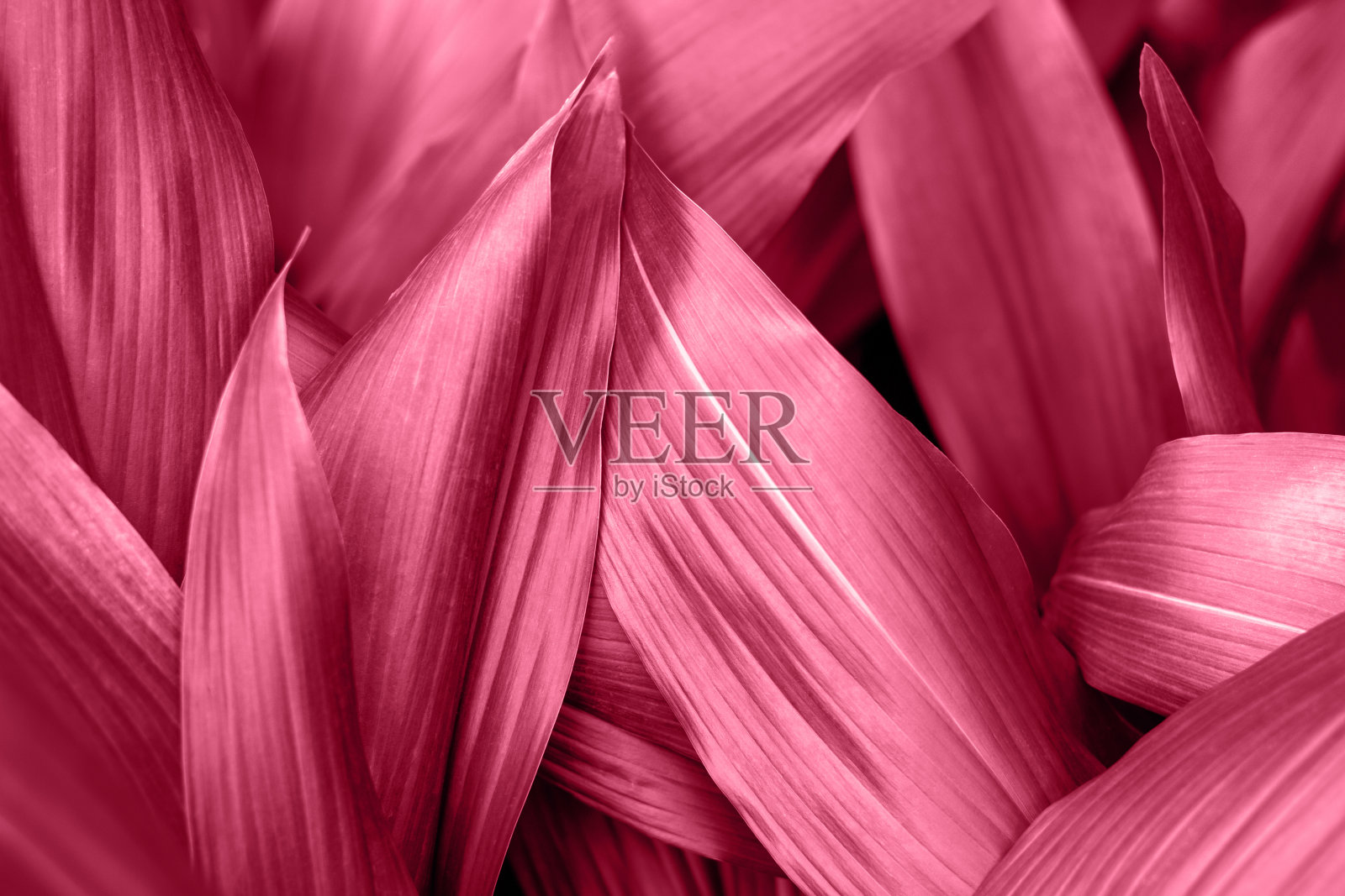 2023年热带树叶流行色万岁品红，自然背景。照片摄影图片