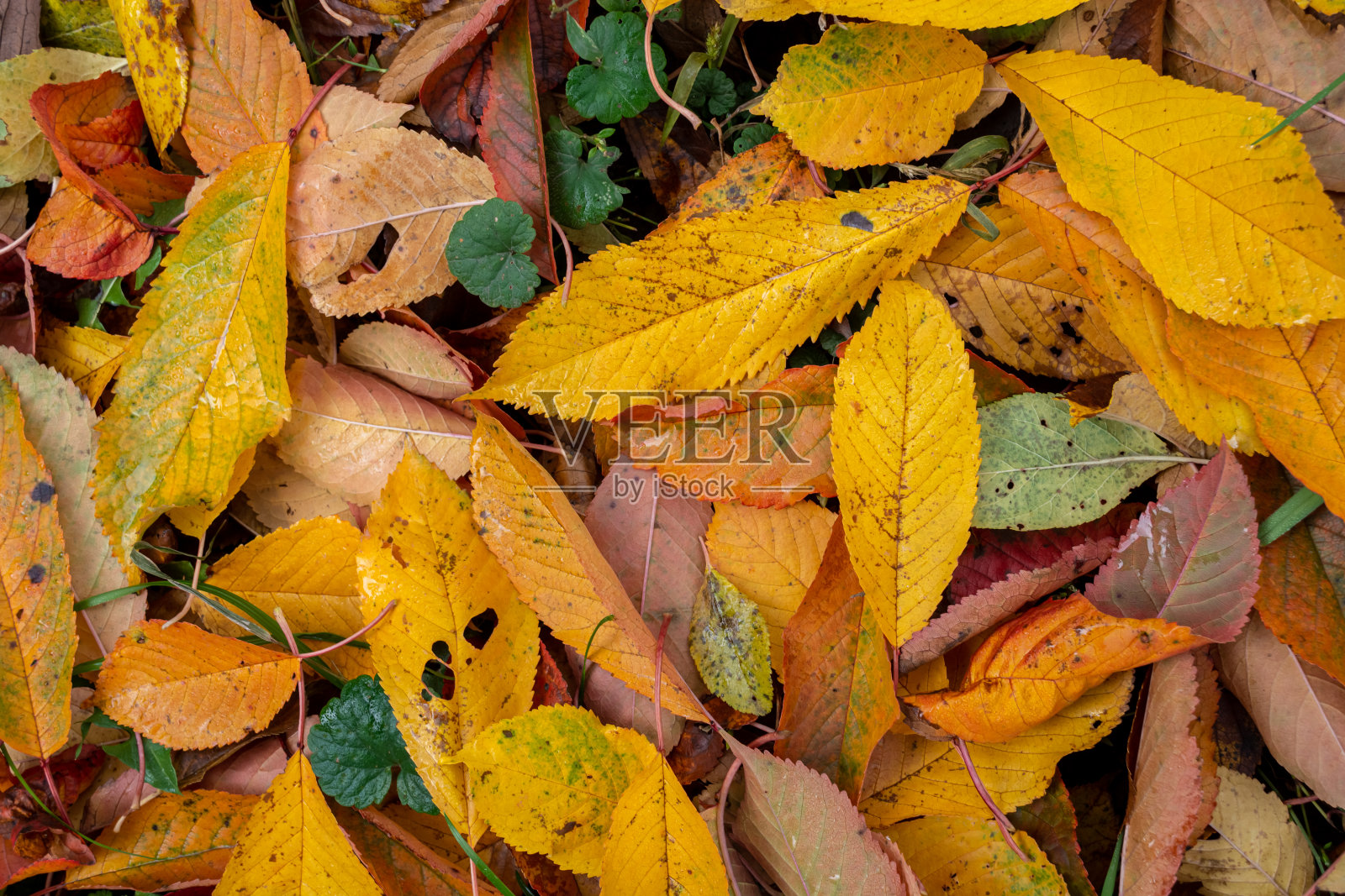 五彩缤纷的樱桃落叶照片摄影图片