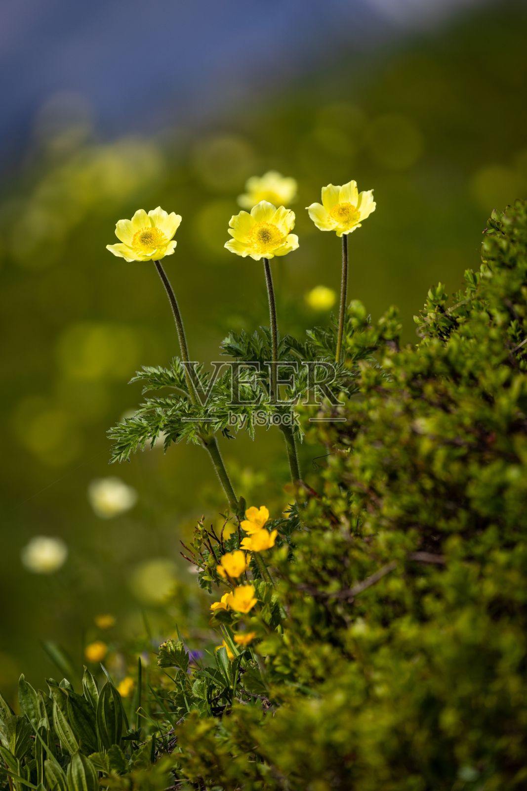 纤细的黄色毛茛的垂直特写，在草地上的球根毛茛花照片摄影图片