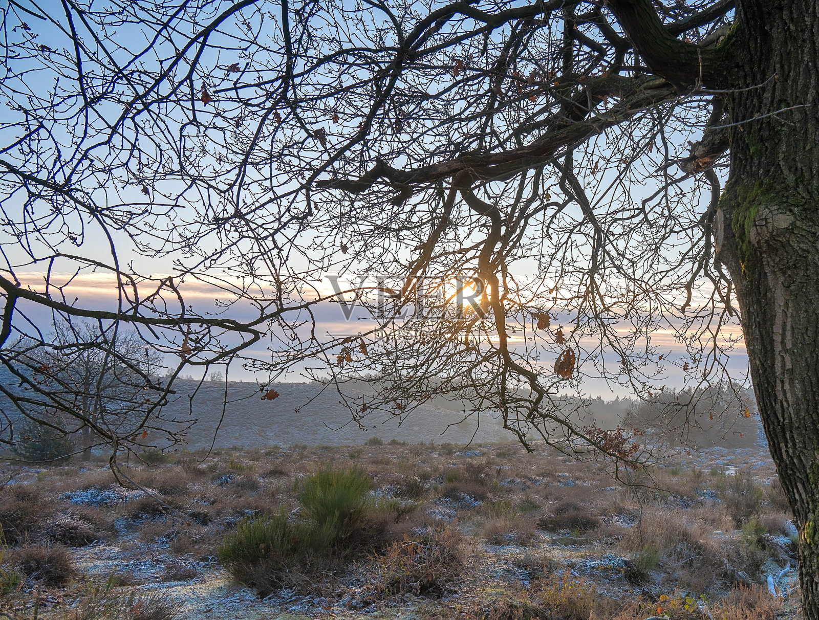 在冰冻的田野里，透过一棵光秃秃的树的树枝，可以看到初升的太阳照片摄影图片