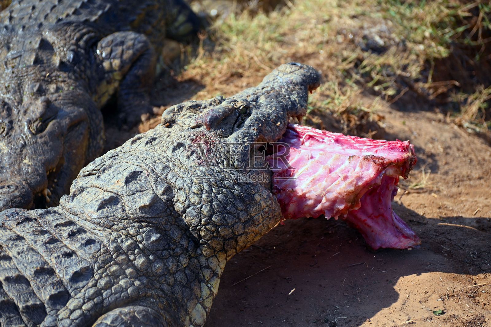 鳄鱼之间为了肉而互相争斗照片摄影图片