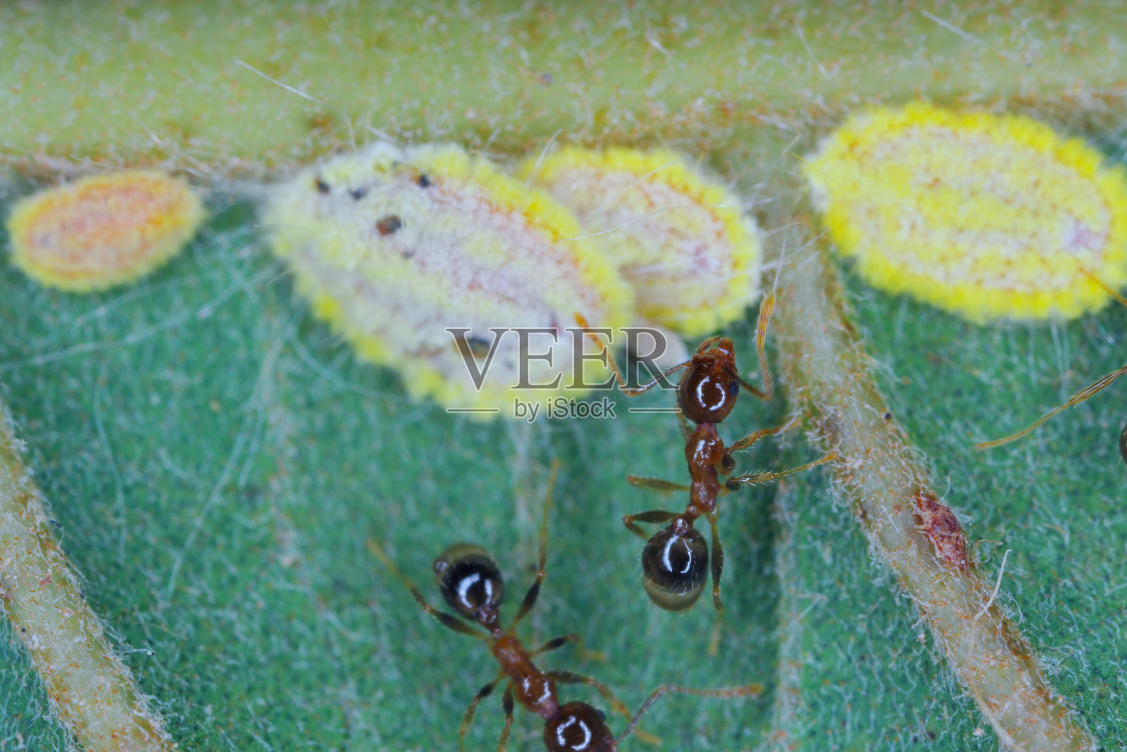 塞舌尔蚧(Seychelles scale, Icerya seychellarum，半翅目:单翅蛾科)是地中海盆地和世界其他温暖地区牛油果、芒果和柑橘树的危险害虫。照片摄影图片