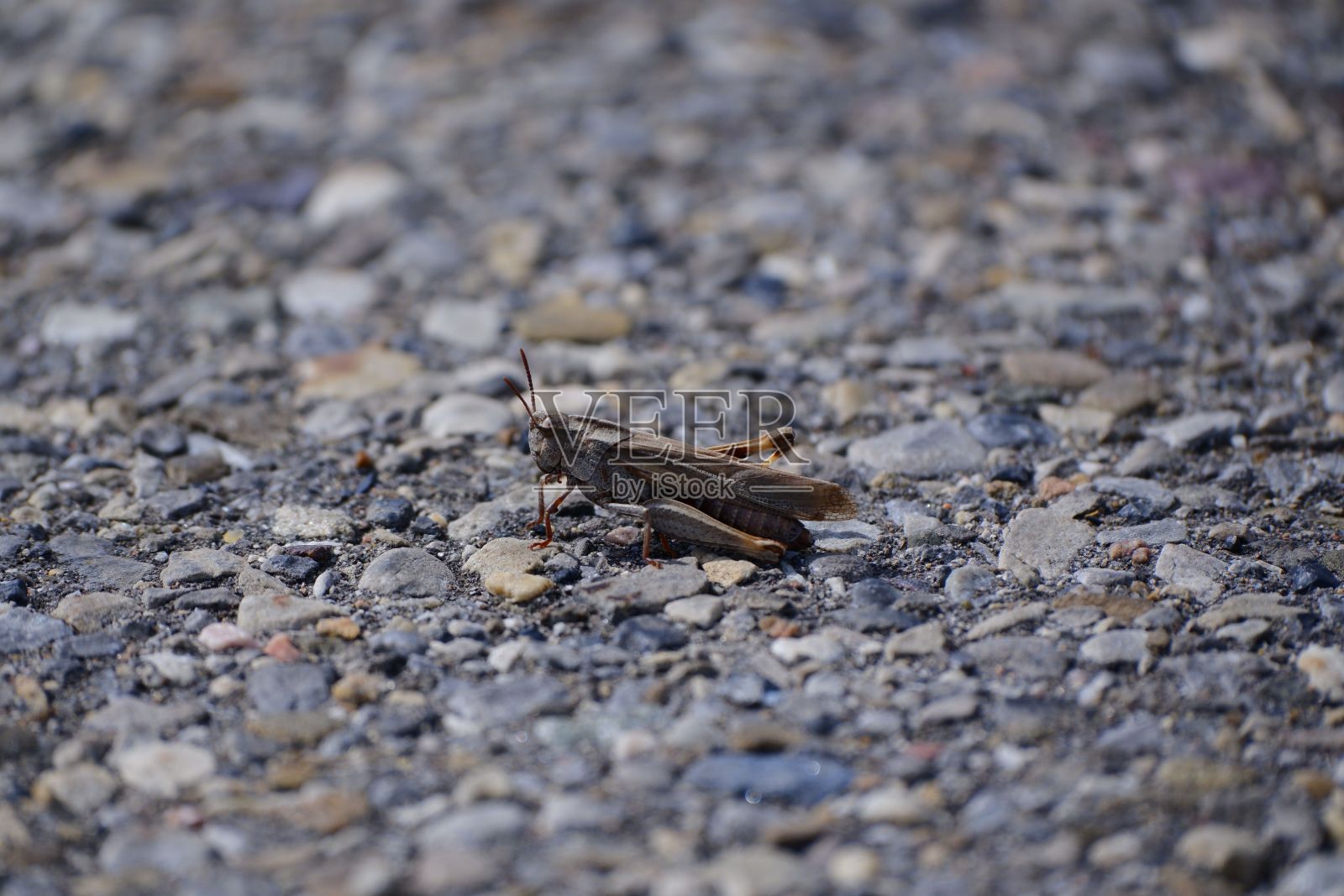 白天一只蚱蜢坐在小岩石上的特写镜头照片摄影图片