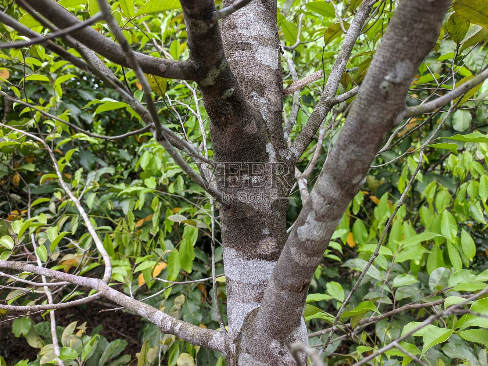 热带地区的沉香树照片摄影图片