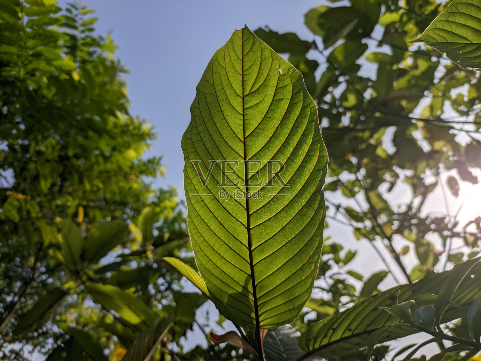 Kratom叶(mitragyna speciosa)在早晨照片摄影图片