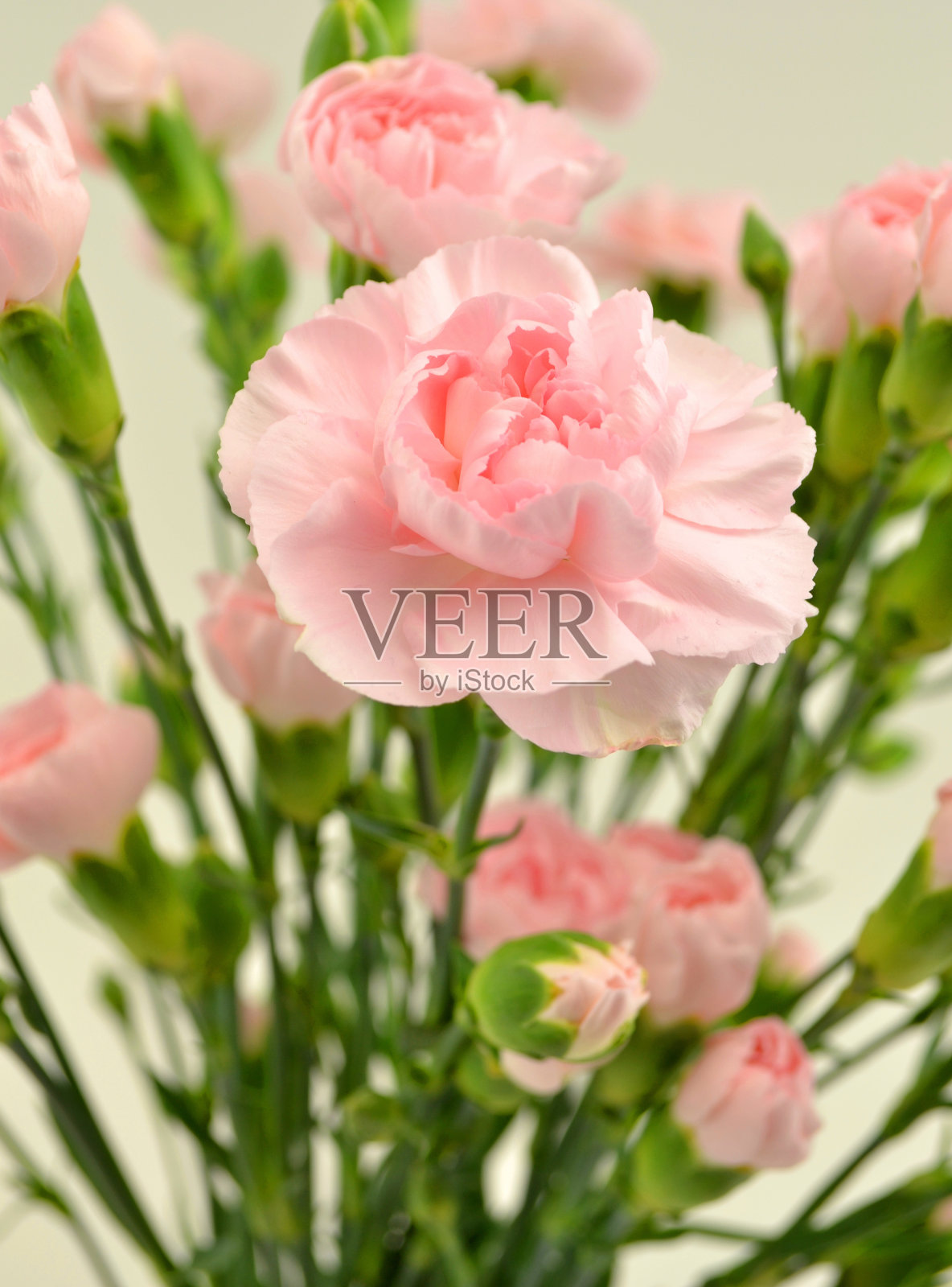 花照片摄影图片