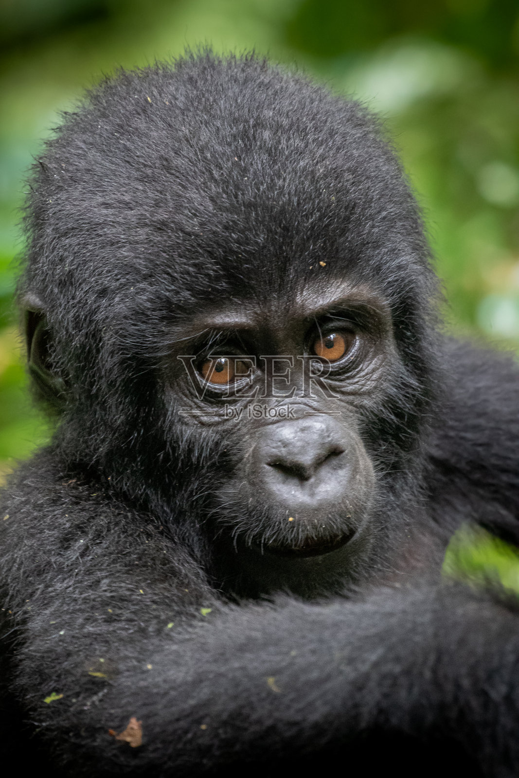 幼年山地大猩猩肖像照片摄影图片