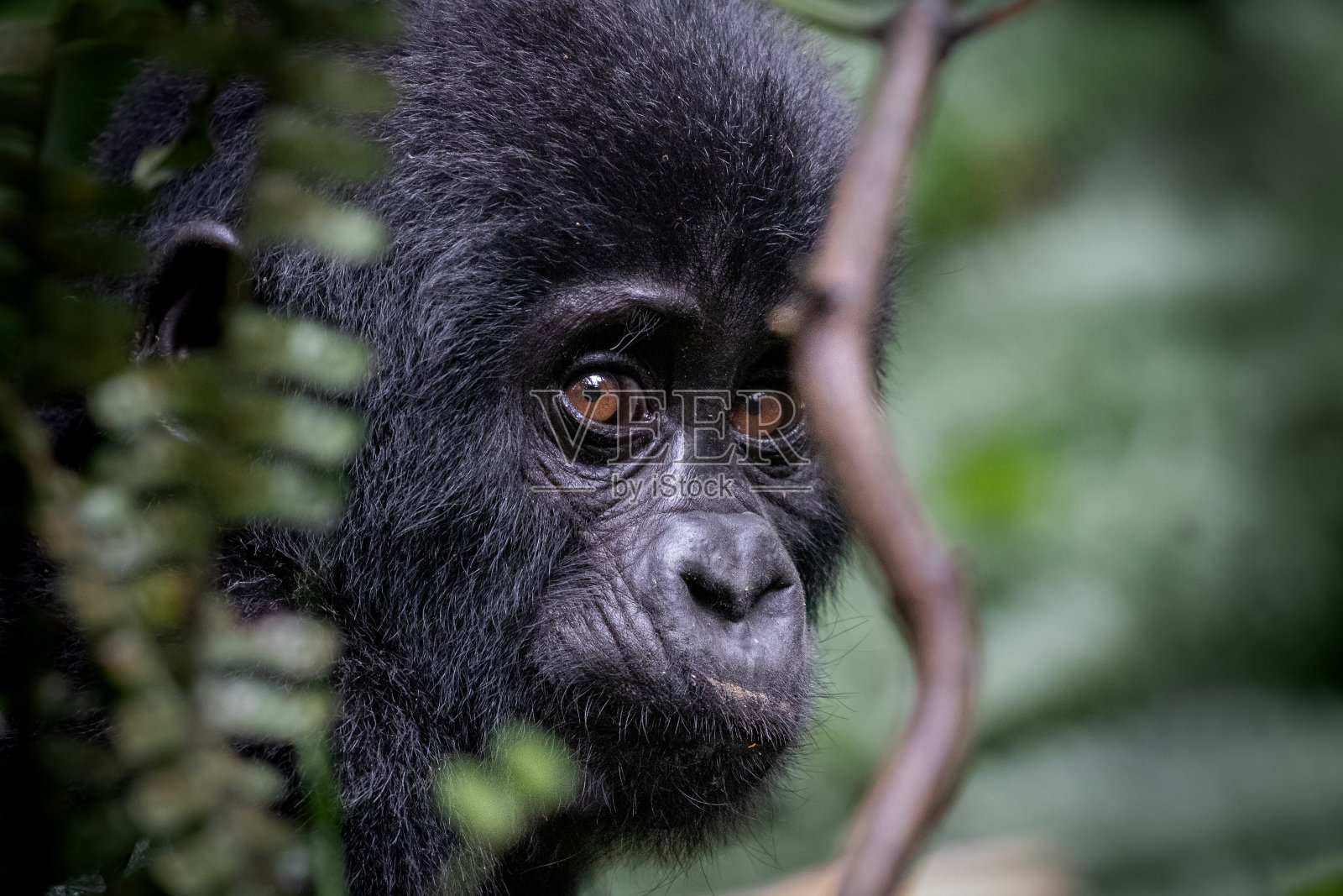 幼年山地大猩猩肖像照片摄影图片